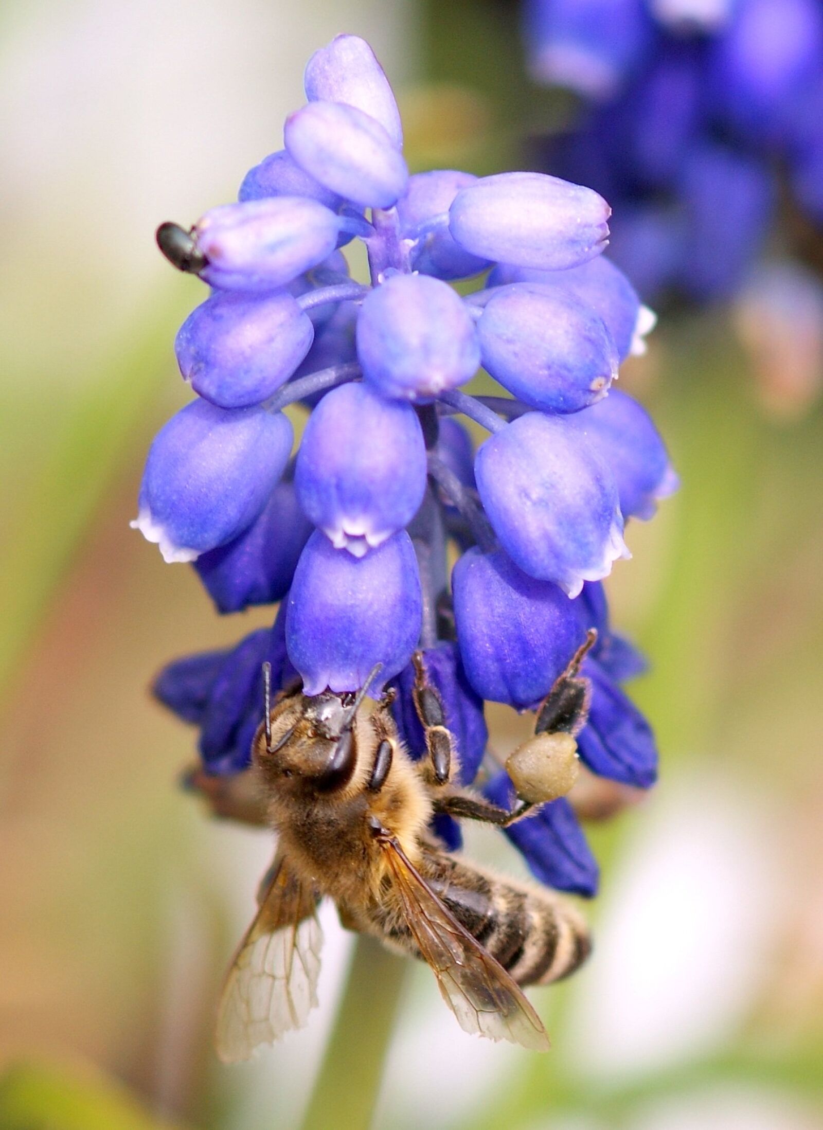 Sony Alpha DSLR-A350 sample photo. Blossom, bloom, violet photography