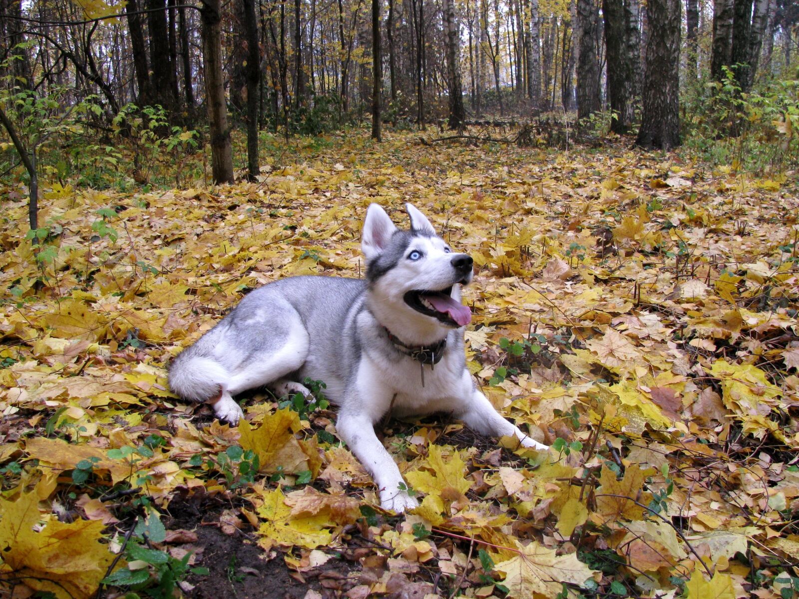 Canon POWERSHOT SX100 IS sample photo. Dog, husky, siberian photography