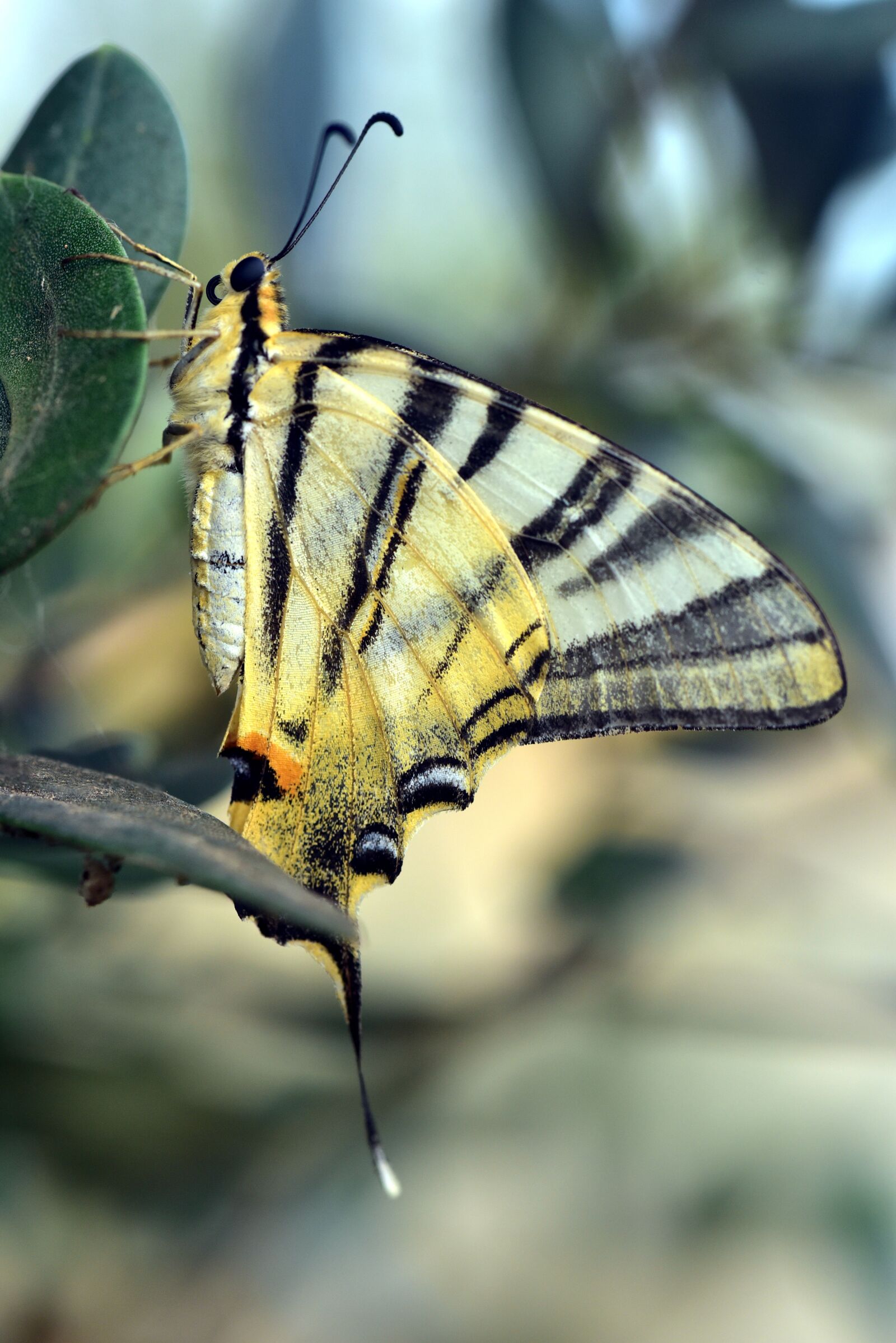 Nikon D750 sample photo. Dovetail, papilio machaon, butterfly photography