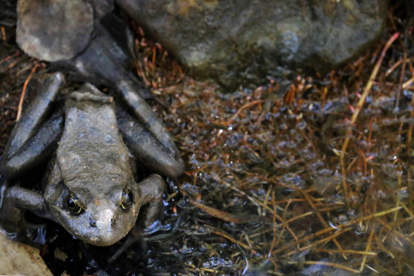 Canon EOS 70D sample photo. California, red, legged, frog photography