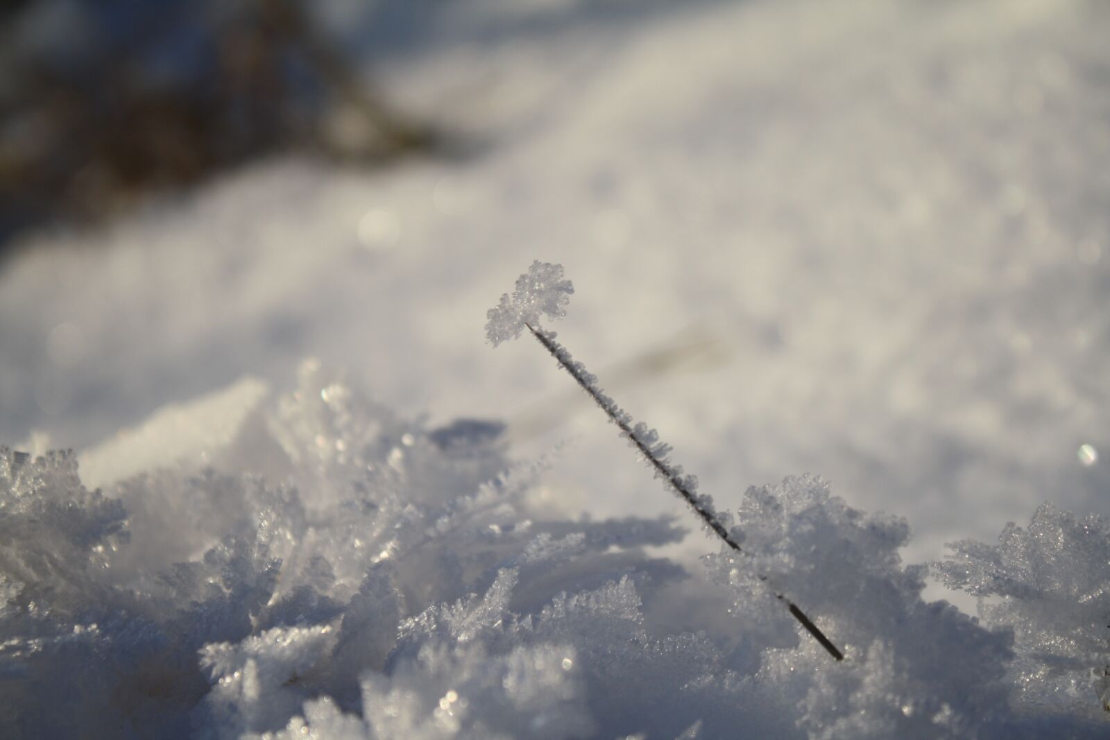 Canon EOS 1000D (EOS Digital Rebel XS / EOS Kiss F) sample photo. Snow, ice, winter photography