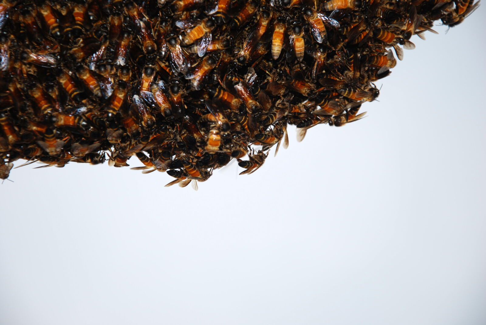 Nikon D60 sample photo. Honey, bee, s, on photography