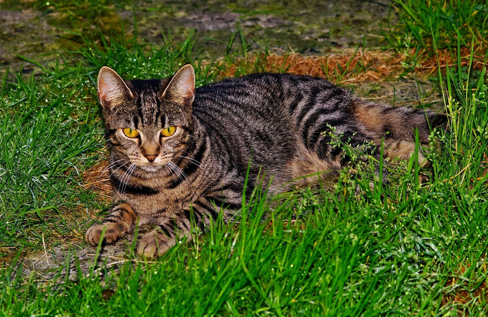 Minolta AF 80-200mm F2.8 HS-APO G sample photo. Cat, pet, animal photography