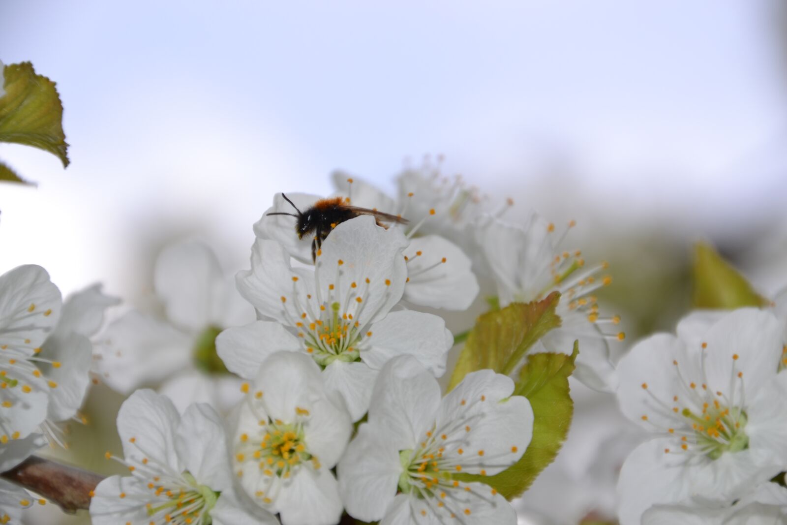Nikon D3100 sample photo. Cherry blossom, tree, spring photography