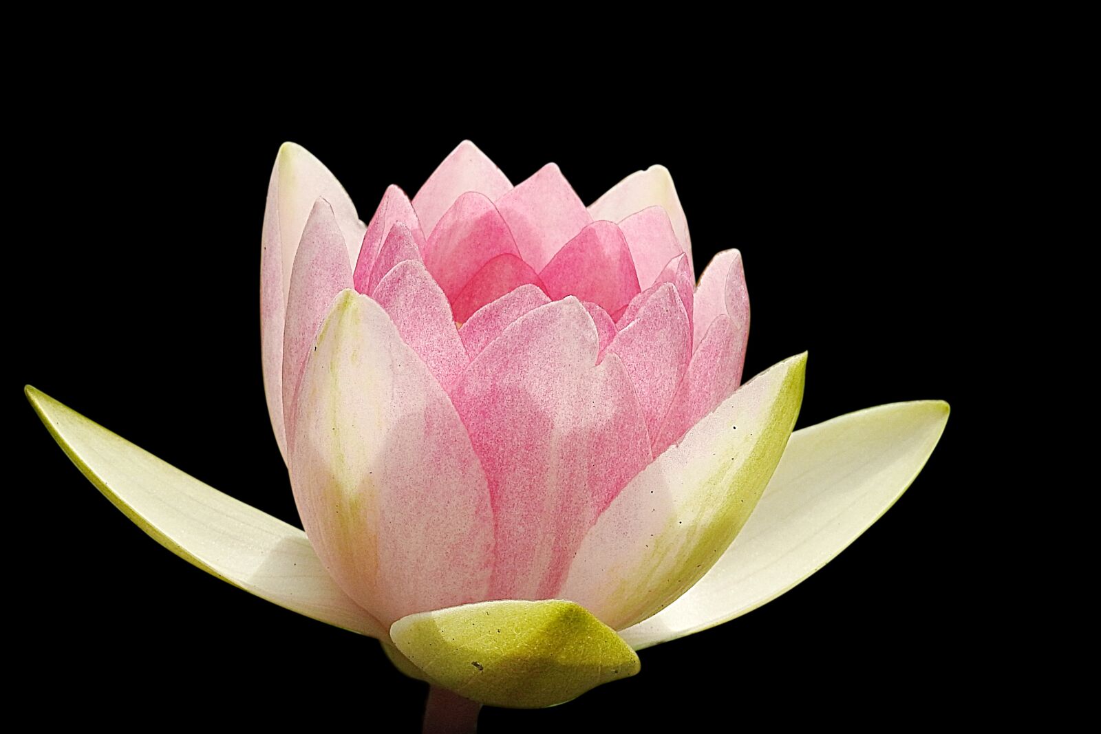 Nikon Coolpix P900 sample photo. Water lily, nuphar lutea photography