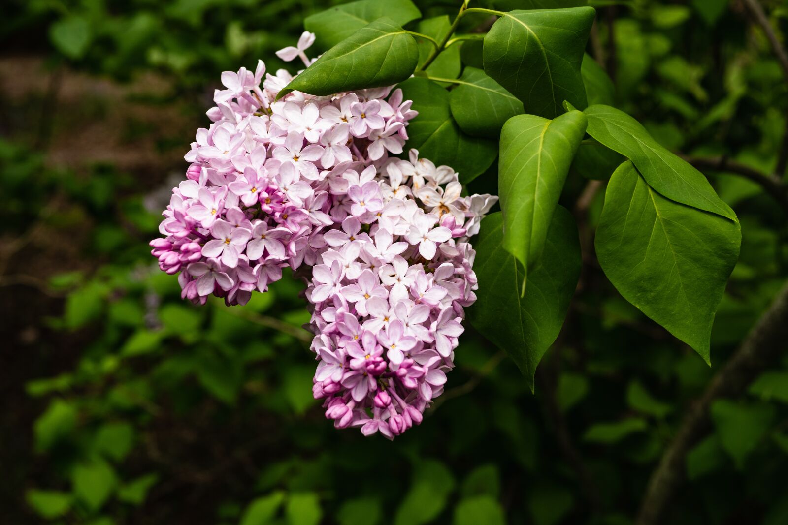 Panasonic Leica DG Summilux 25mm F1.4 II ASPH sample photo. Lilac, flower, blossom photography