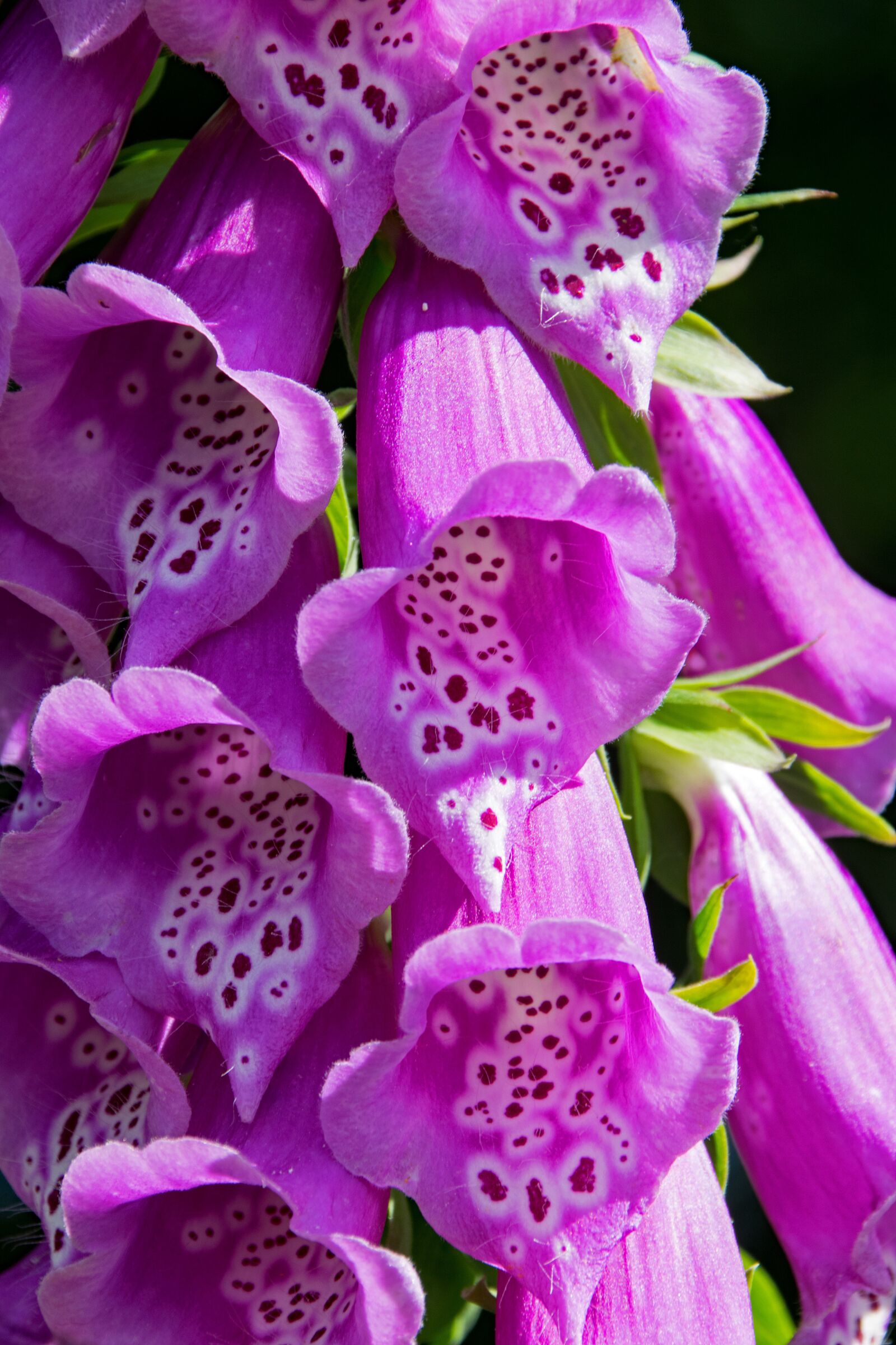 Nikon D5300 sample photo. Thimble, larkspur, flowers photography