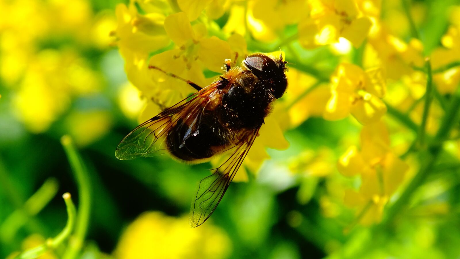 Sony Cyber-shot DSC-HX400V sample photo. Bee, flowers, honey photography