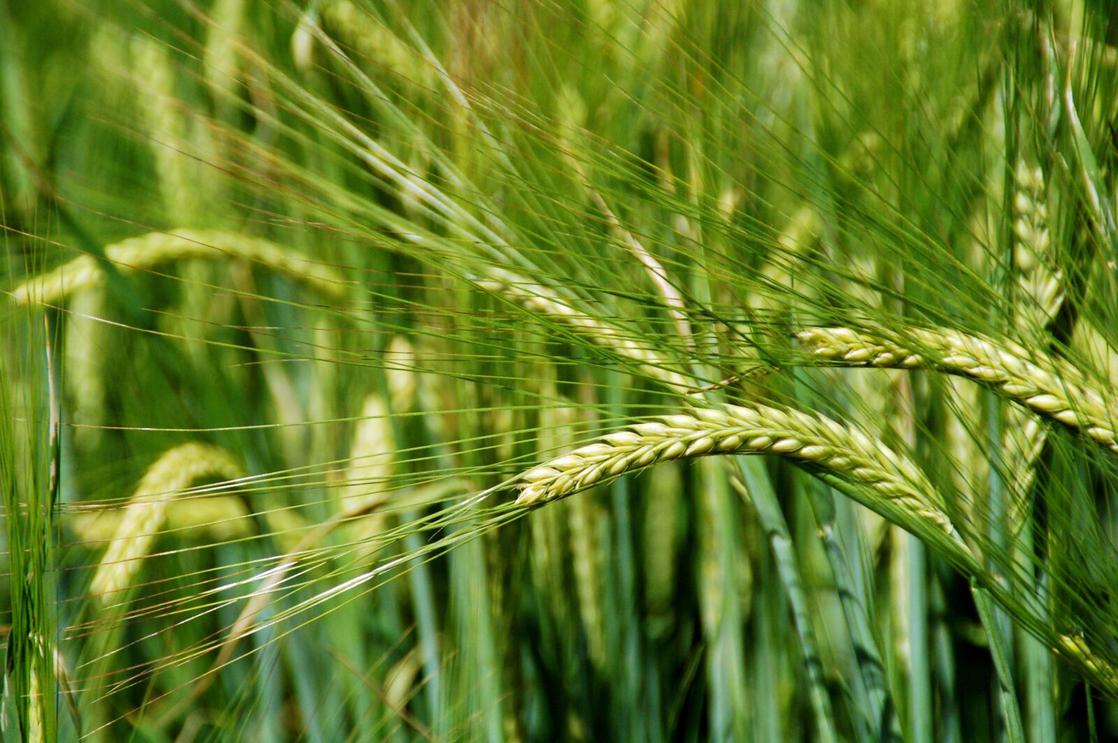 Nikon D50 sample photo. Grain, crop, wheat photography