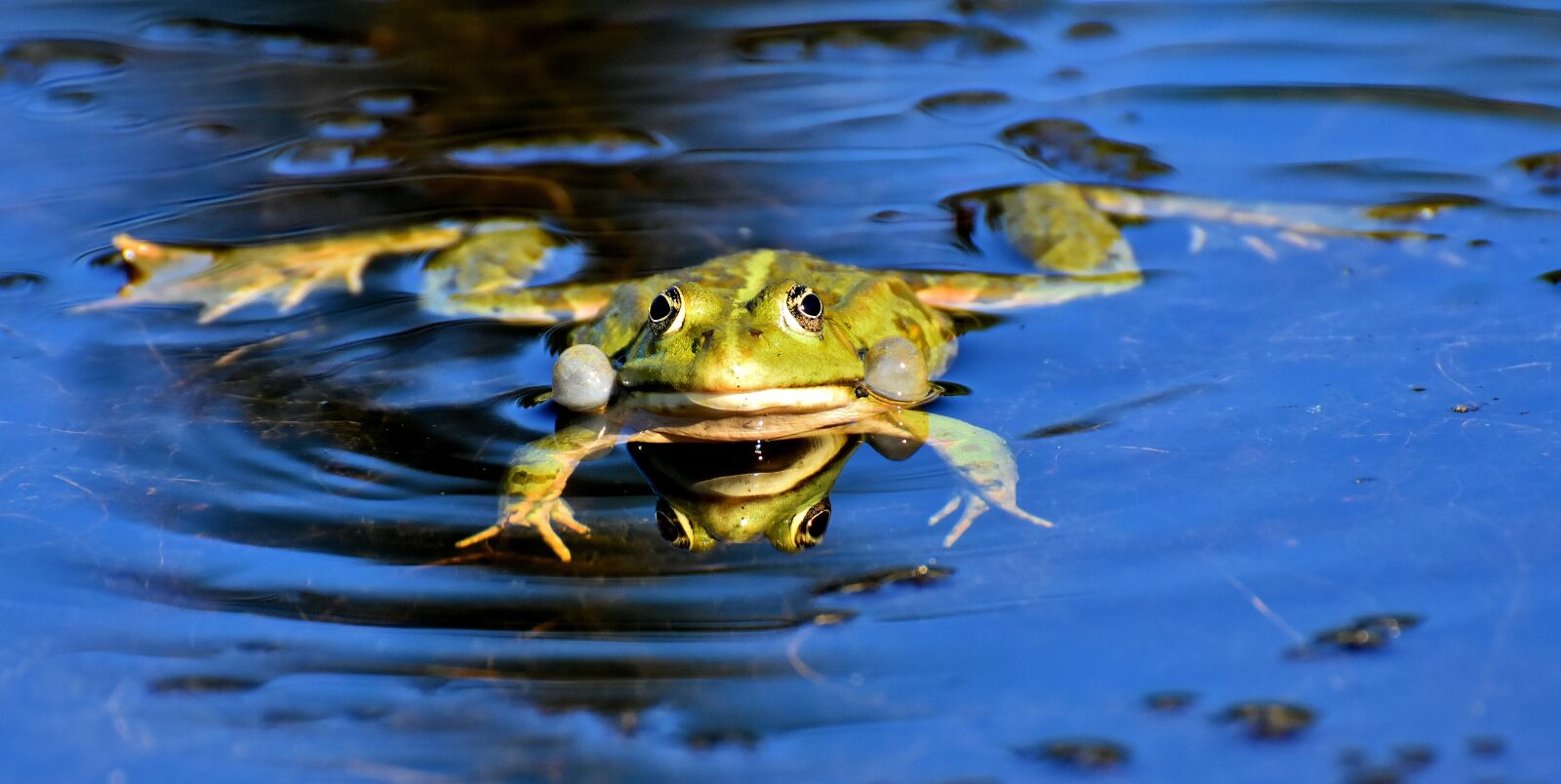 Nikon D7200 sample photo. Frog, pond, animal photography