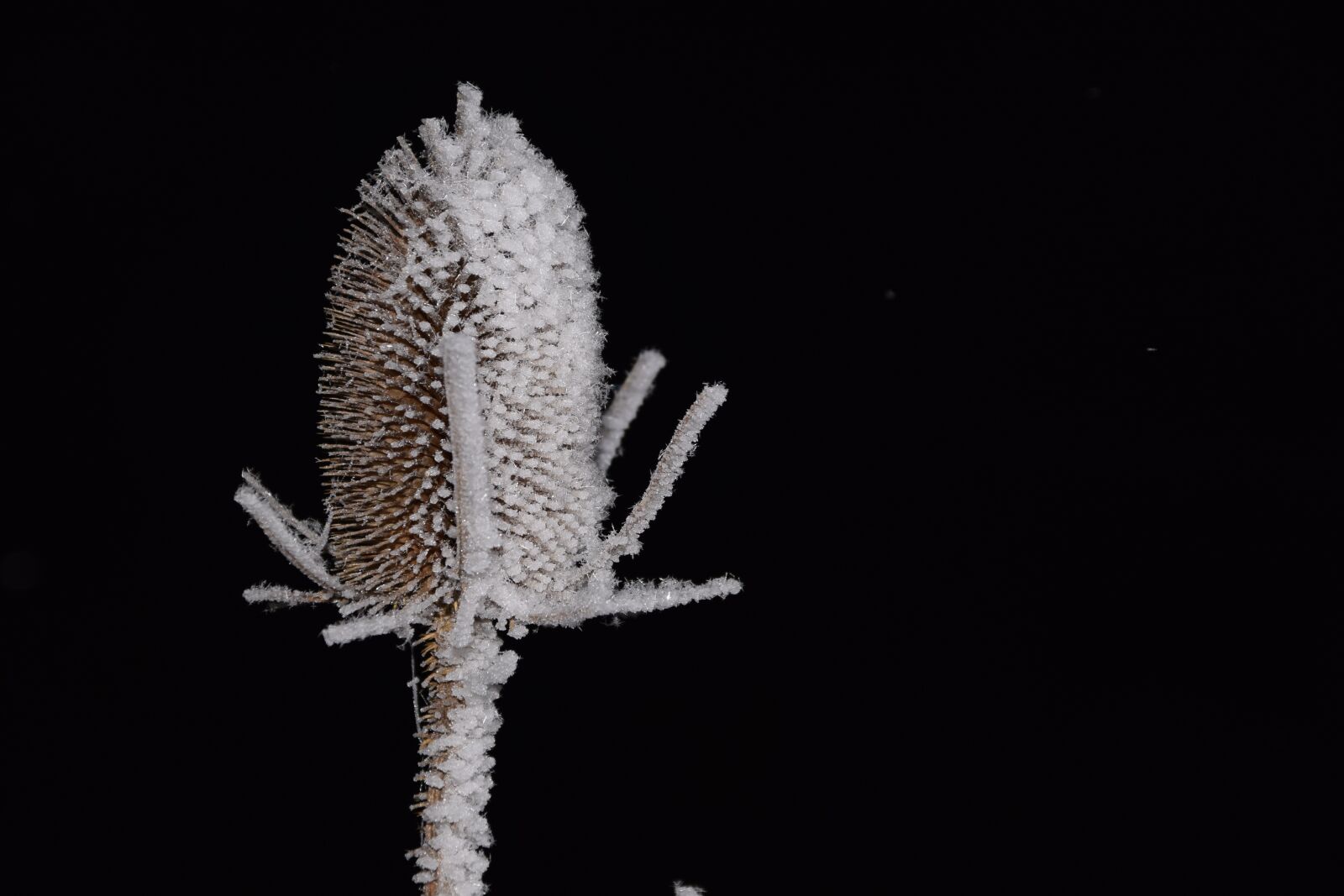 Nikon D3300 sample photo. Thistle, snow, winter photography