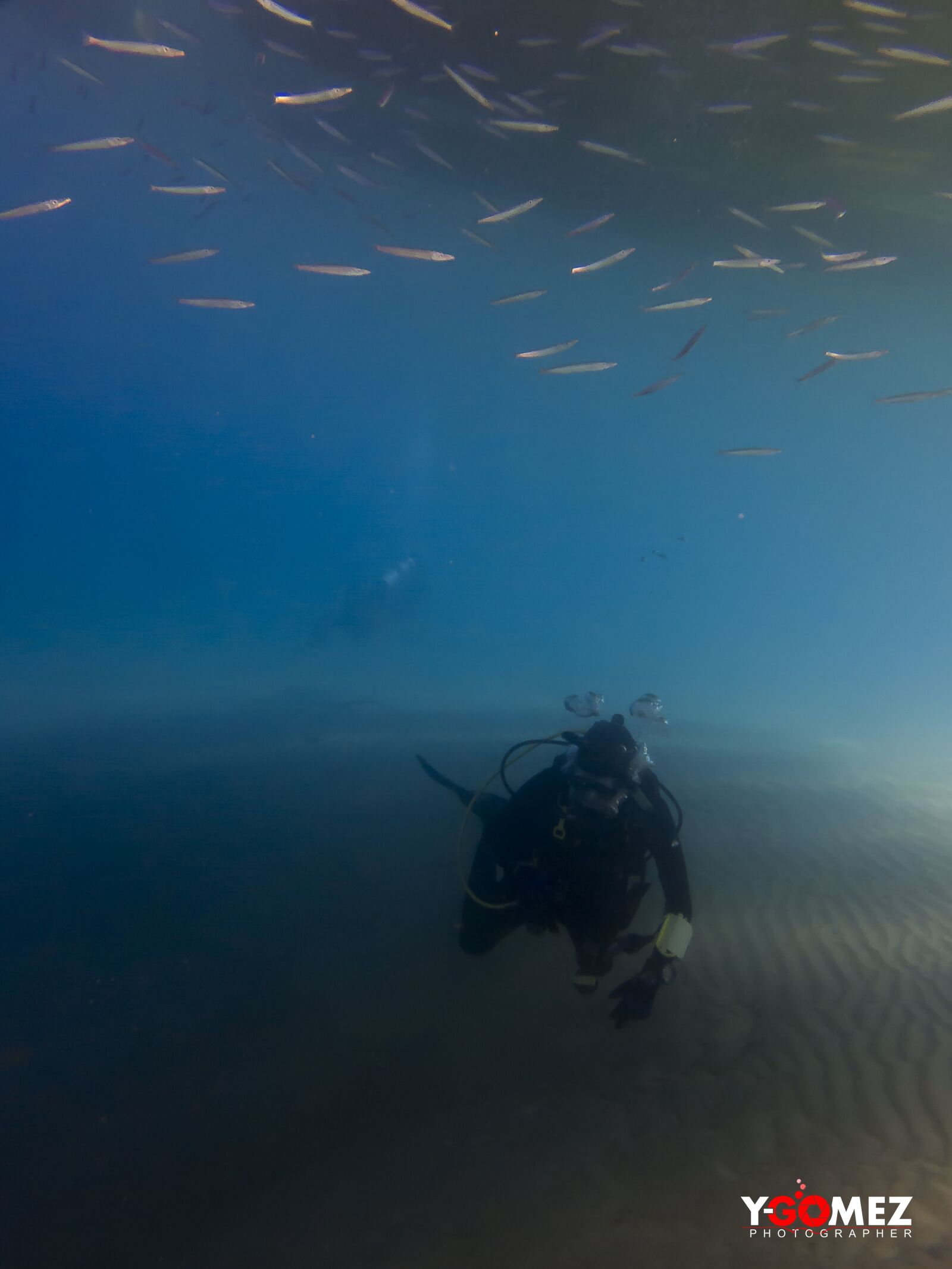 Canon PowerShot G15 sample photo. Sea, dark, fish photography