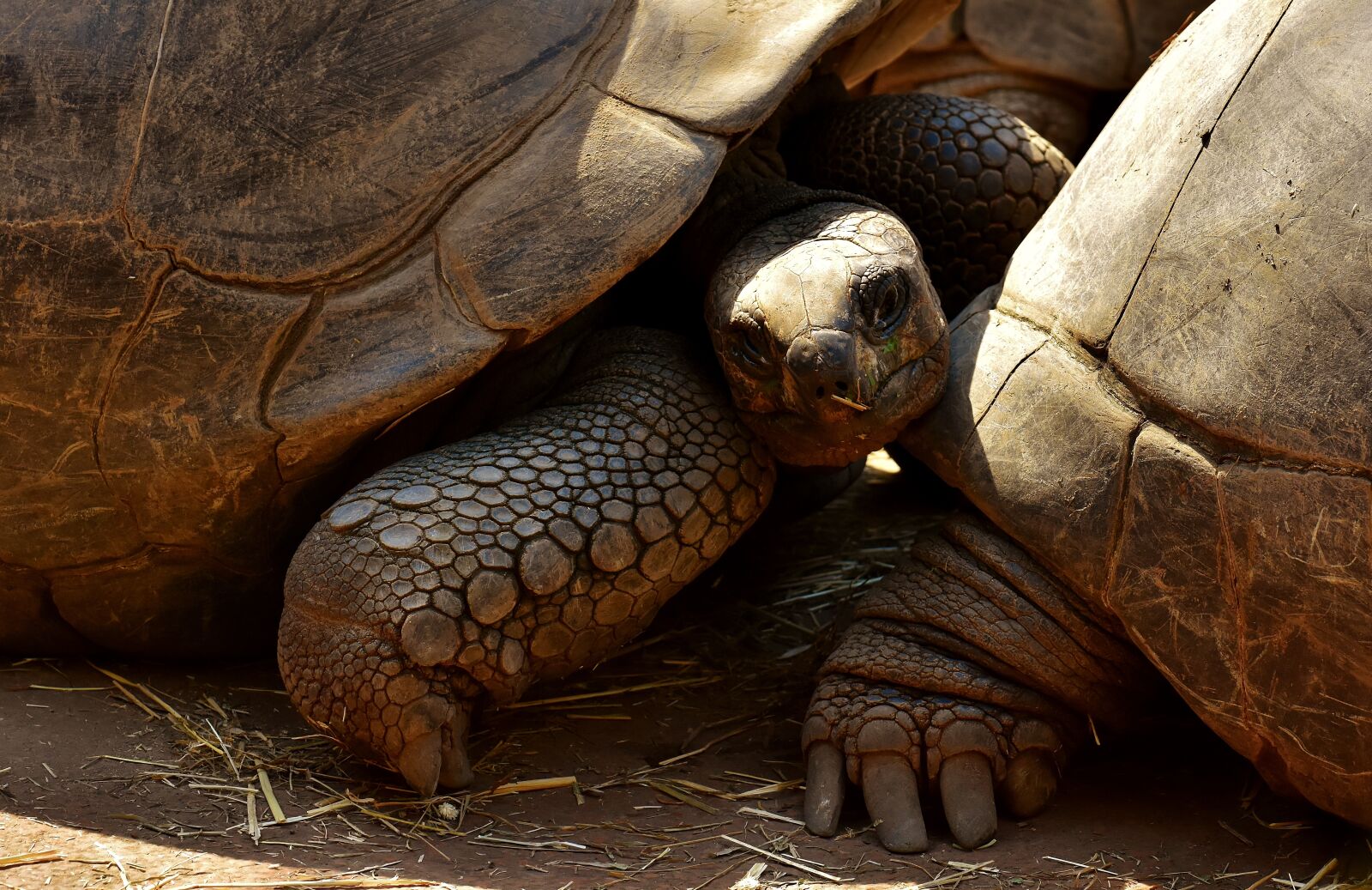 Nikon D7200 sample photo. Giant tortoises, animals, panzer photography