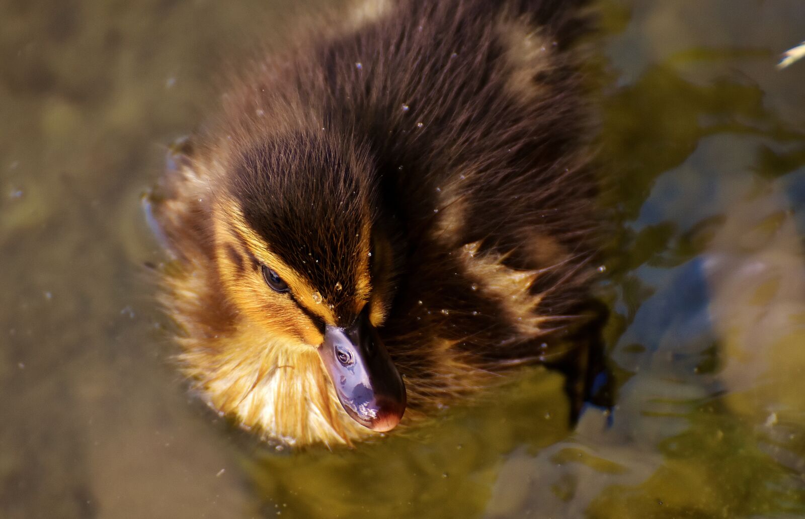 Nikon D7200 sample photo. Mallard, chicks, baby photography