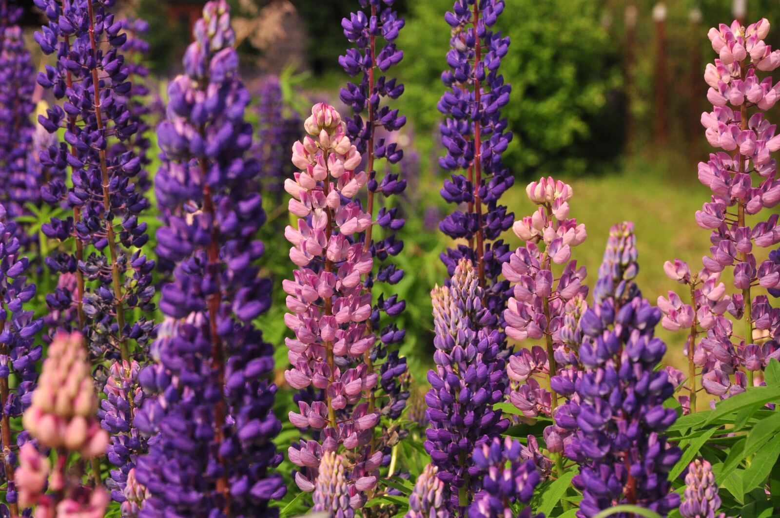 Nikon D90 sample photo. Lupine, flowers, summer photography