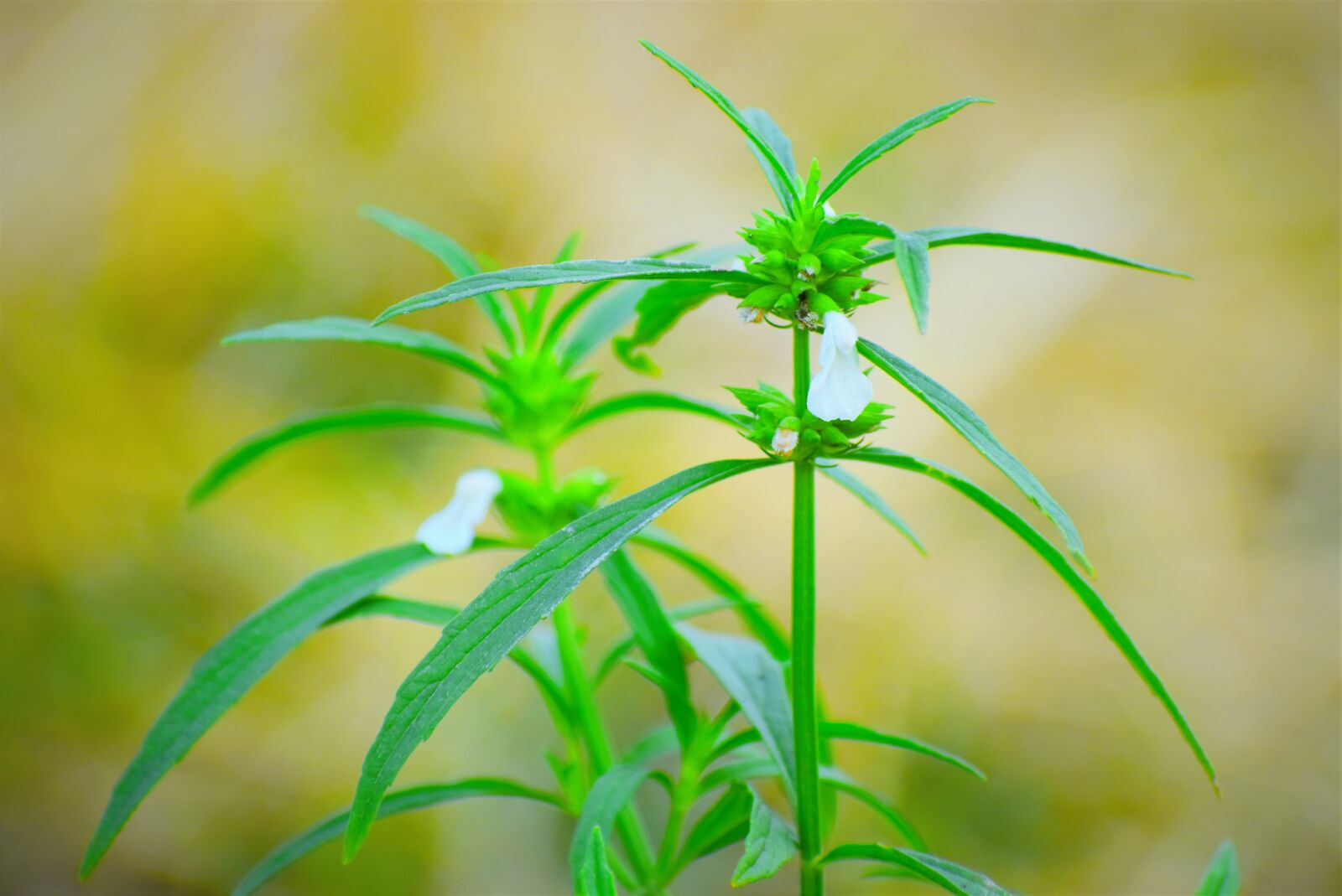 Nikon D5600 sample photo. Flora, nature, leaf photography