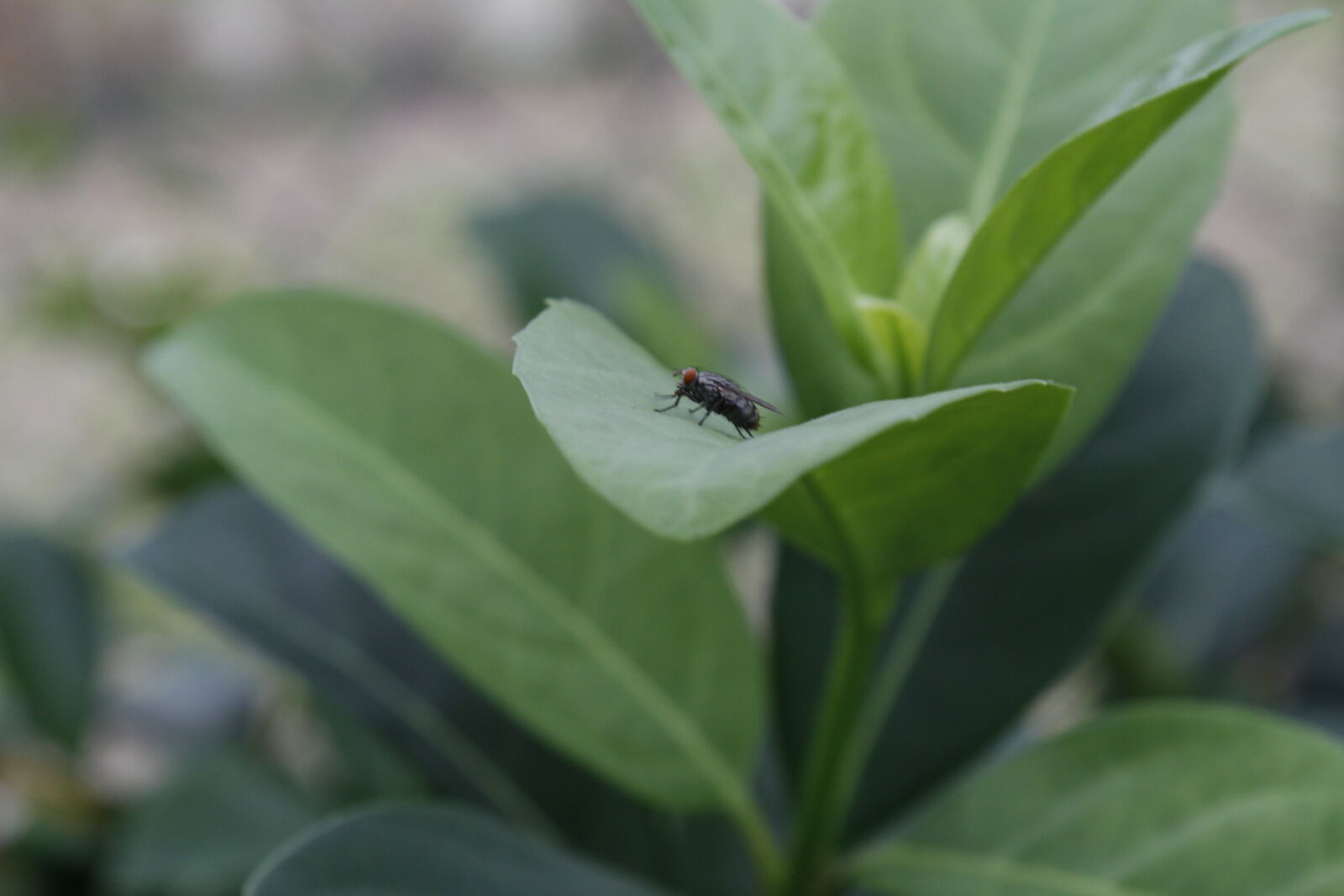 Canon EOS 7D sample photo