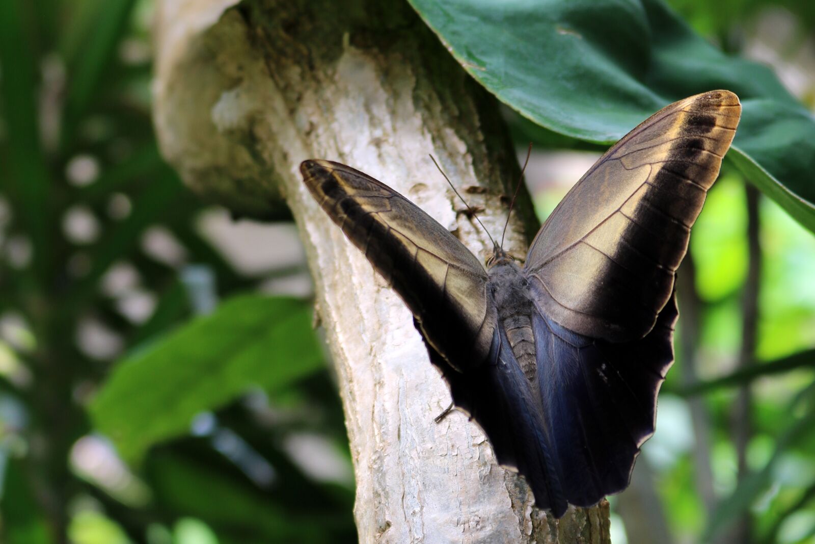 Canon EOS 750D (EOS Rebel T6i / EOS Kiss X8i) sample photo. Butterfly, blue, branch photography