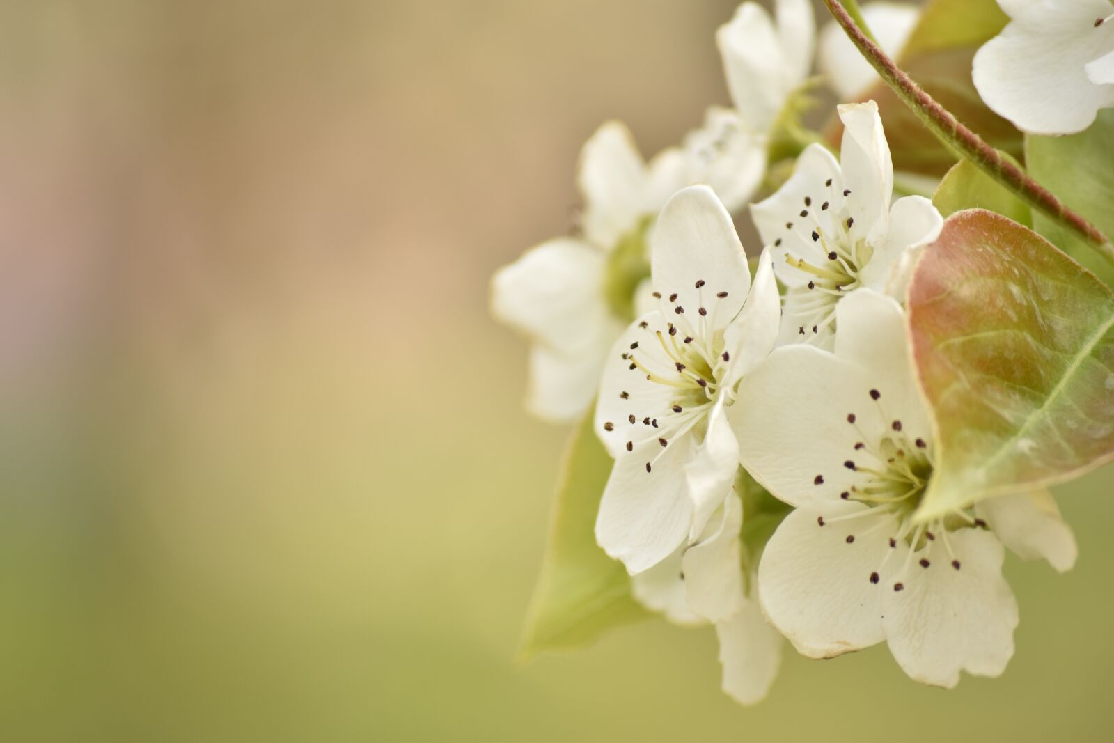 Nikon D5500 sample photo. Flowers, nature, cherry blossom photography