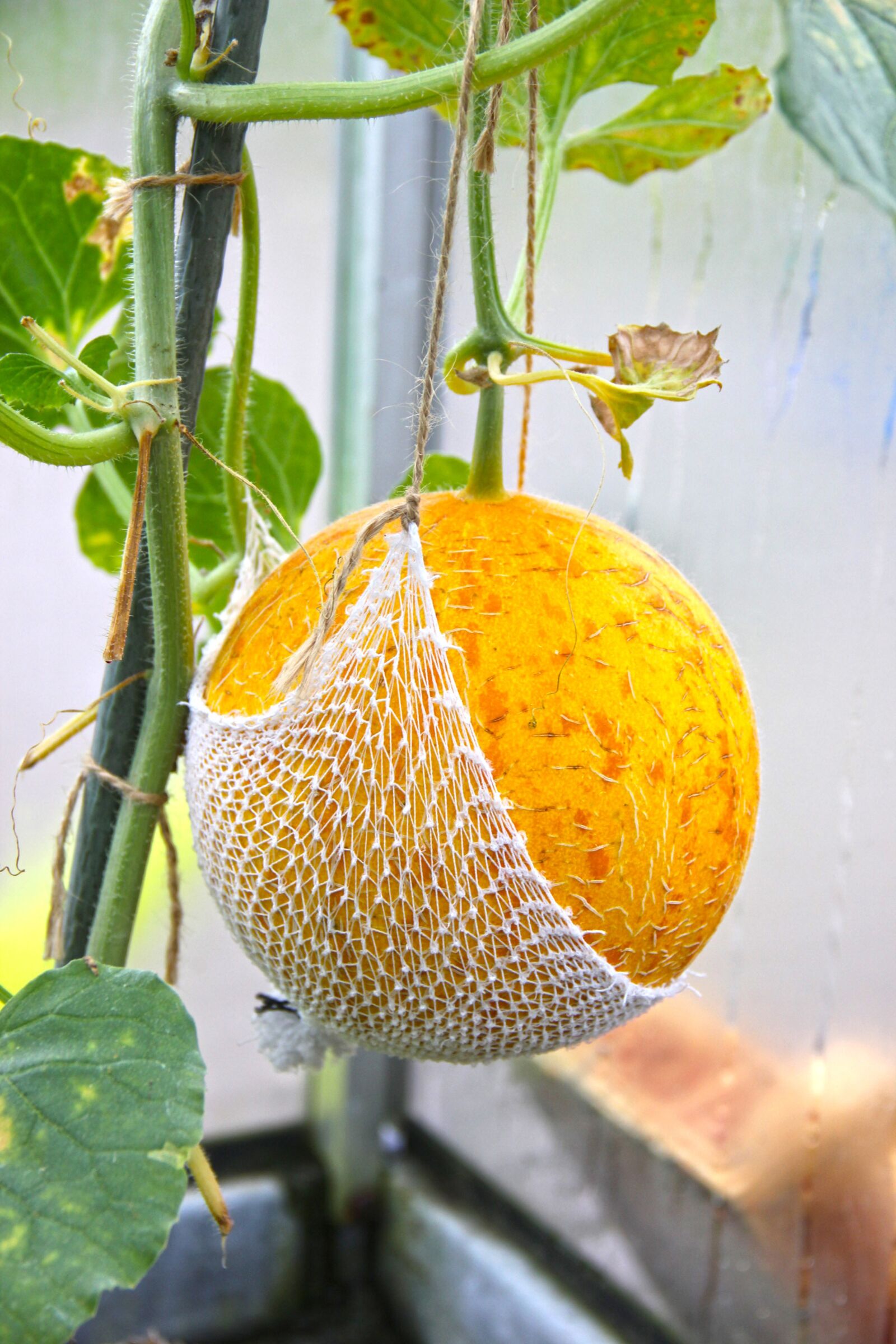 Canon EOS 550D (EOS Rebel T2i / EOS Kiss X4) sample photo. Melon, harvest, ripe photography