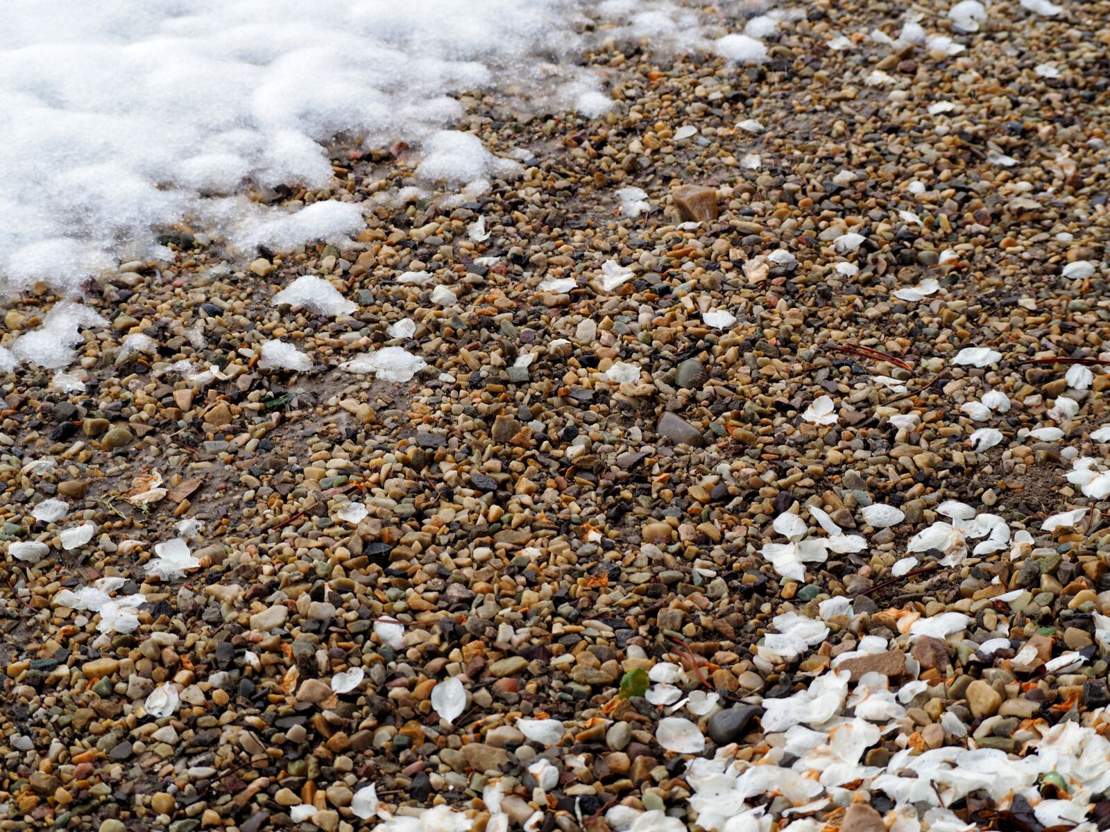 Olympus OM-D E-M10 sample photo. Petals, snow, gravel photography