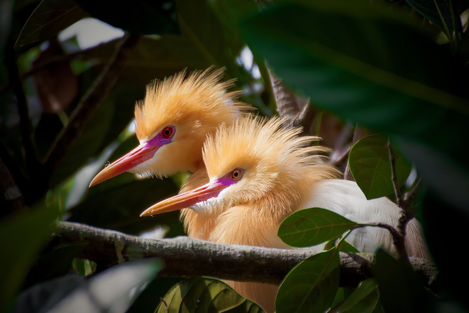 Canon EOS 50D sample photo. Bird, petulu, bali photography