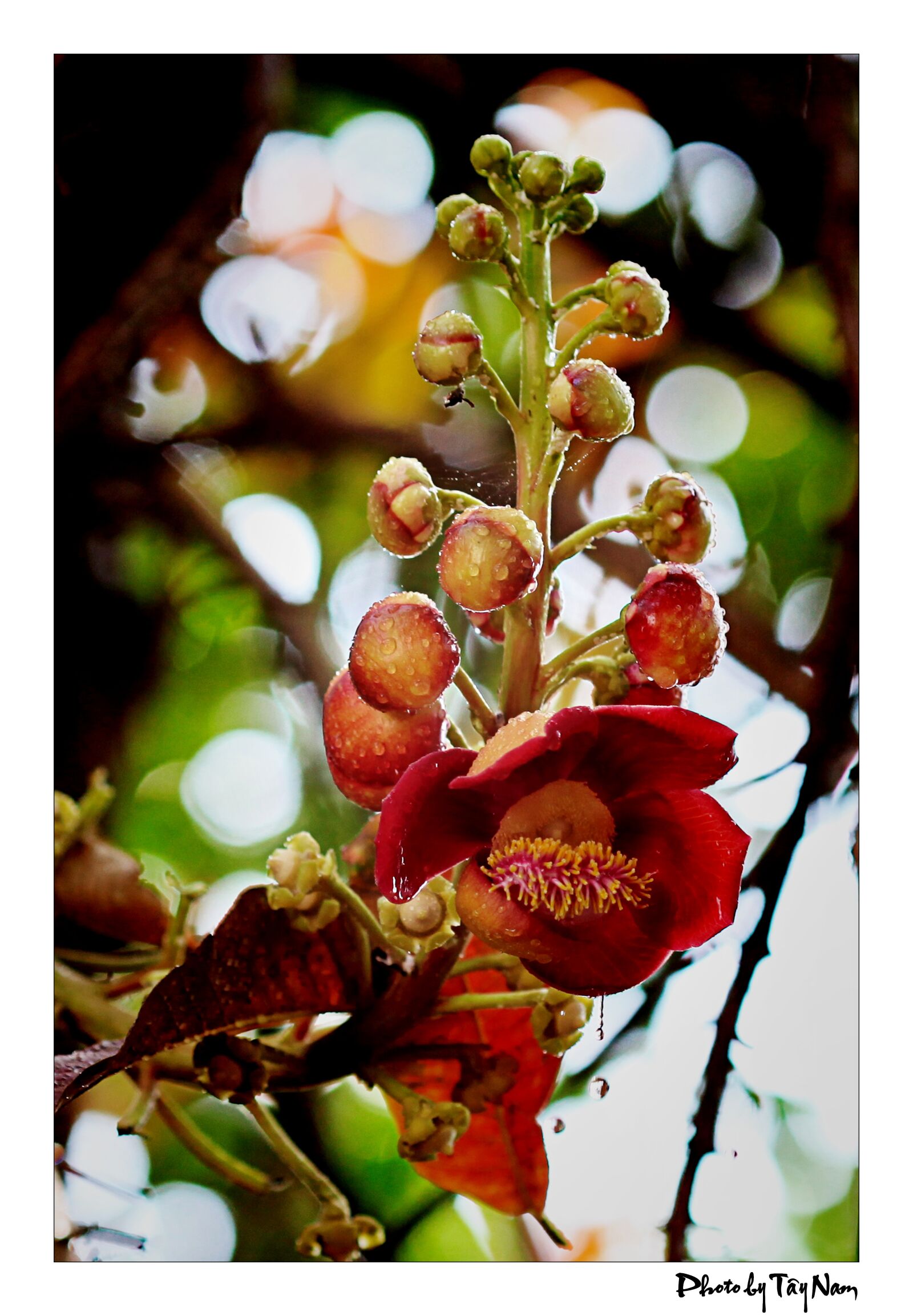 Canon EOS 5D Mark II sample photo. Flowers, plants, crops photography