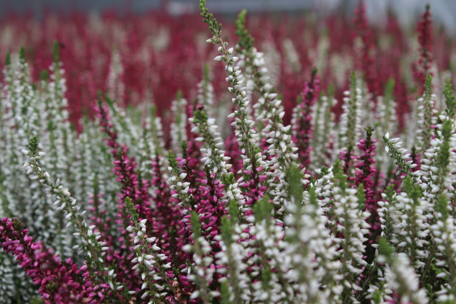 Canon EOS 700D (EOS Rebel T5i / EOS Kiss X7i) sample photo. Heather, flower, nature photography