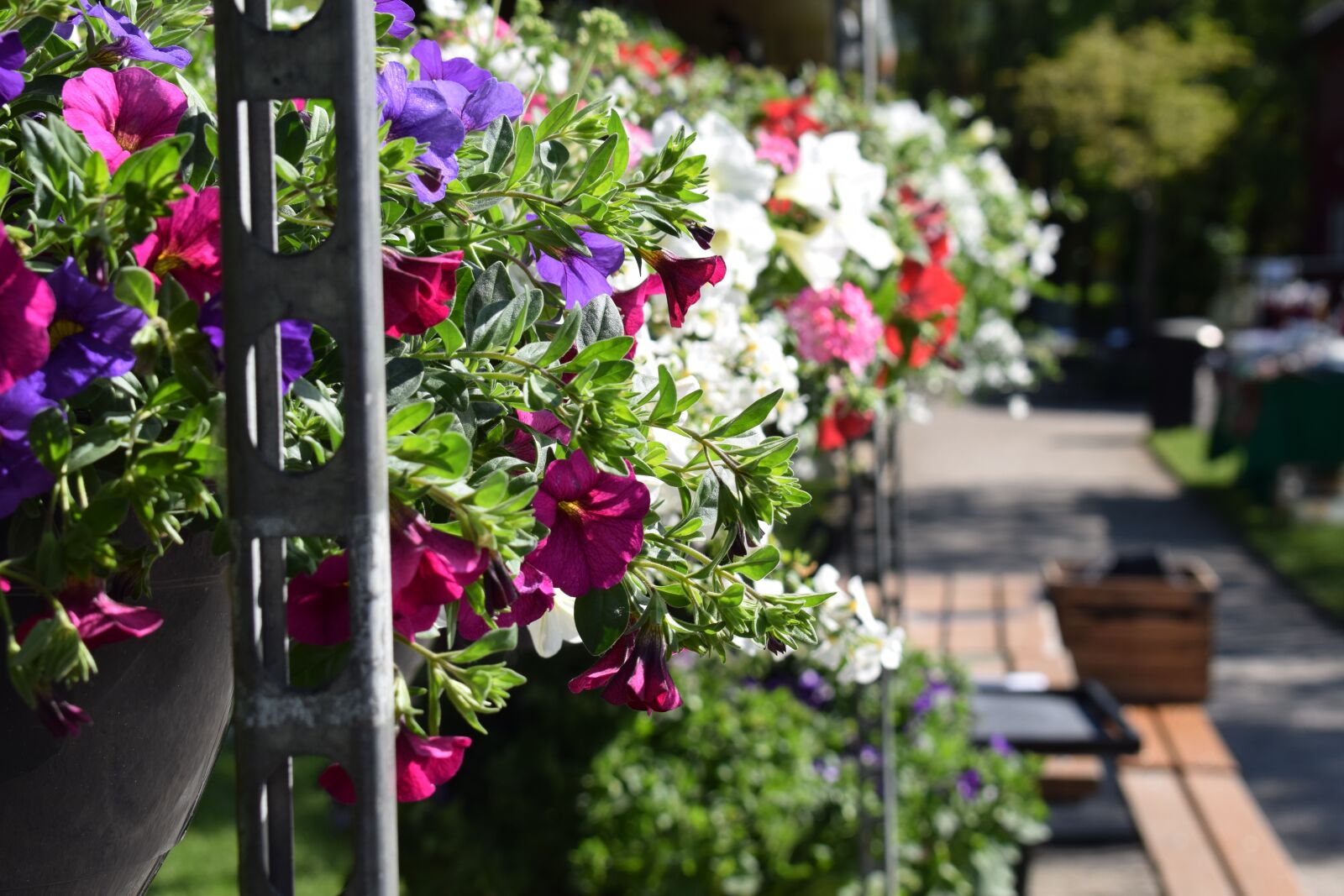 Nikon D3300 sample photo. Summer, flowers, summer flowers photography
