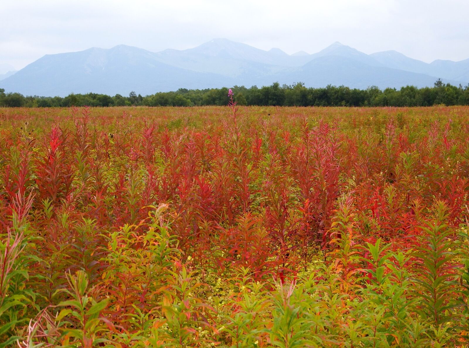 Fujifilm FinePix S1 sample photo. Autumn, forest, fireweed photography