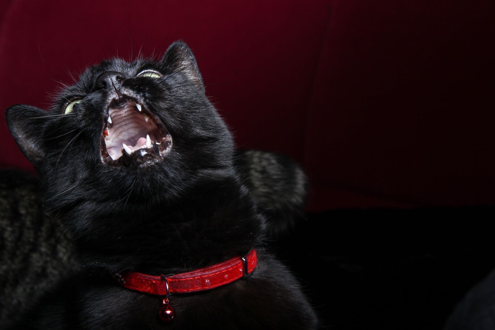Canon EF-S 17-85mm F4-5.6 IS USM sample photo. Cat, pet, black photography