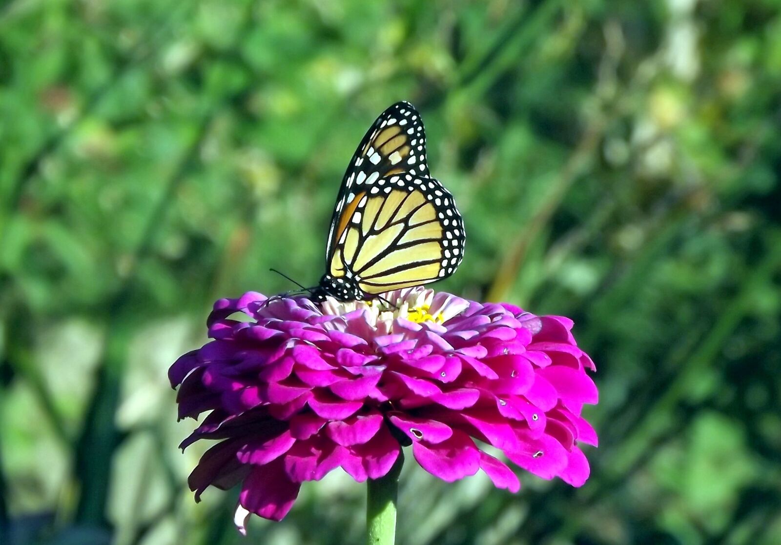 Fujifilm FinePix S3400 sample photo. Insect, butterfly, fair admiral photography