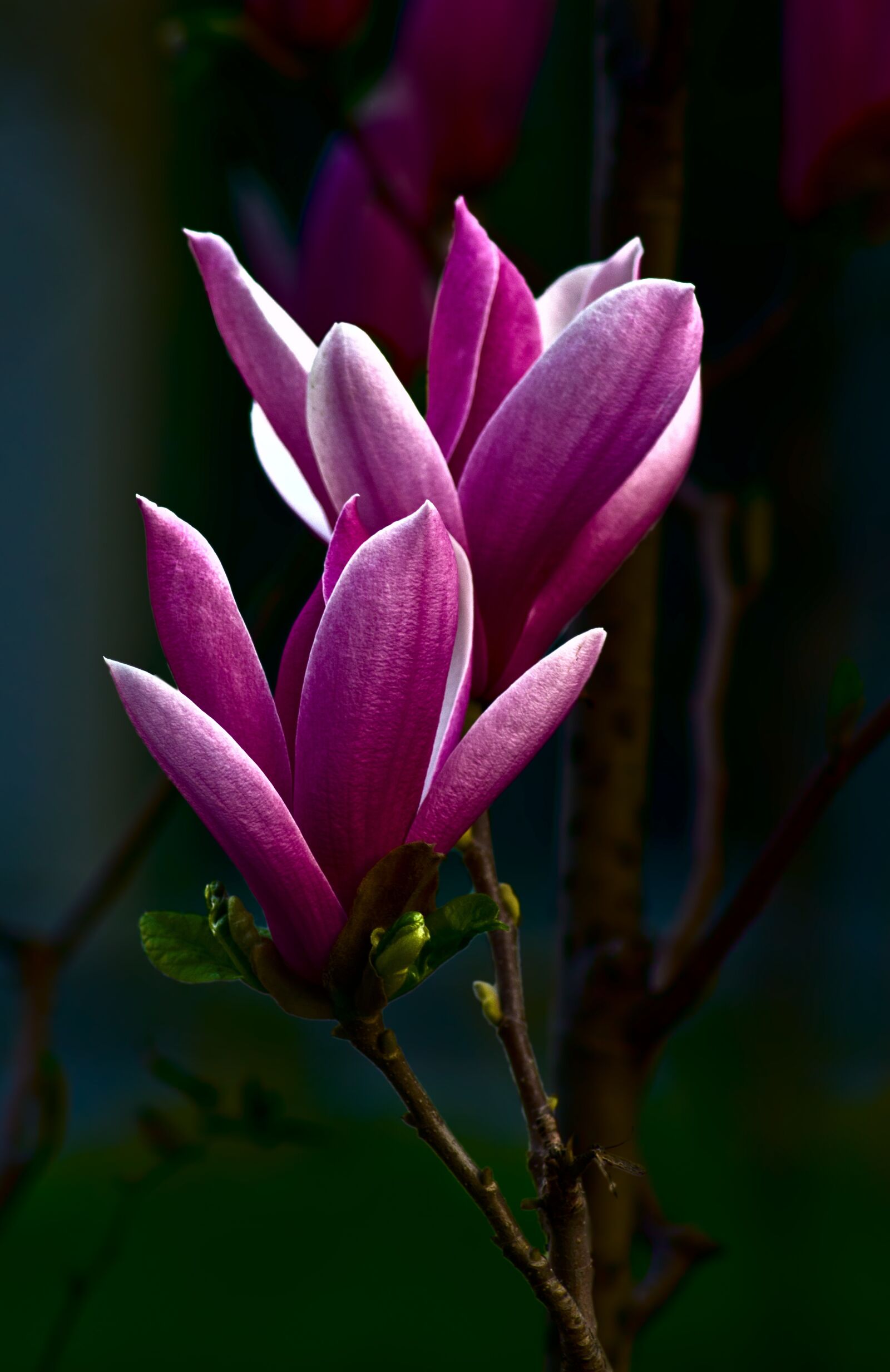 Nikon D7000 sample photo. Magnolia, beautiful, flowers photography