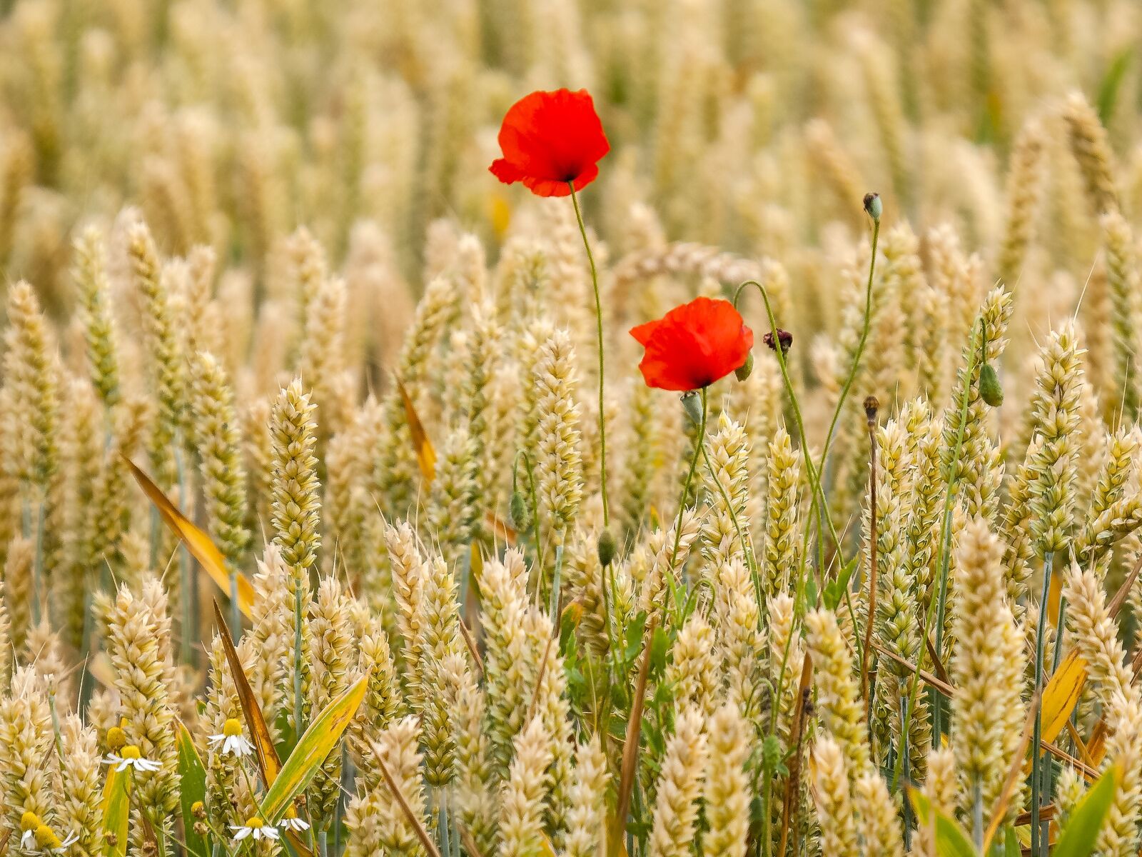 Olympus E-3 sample photo. Poppy, flower, blossom photography