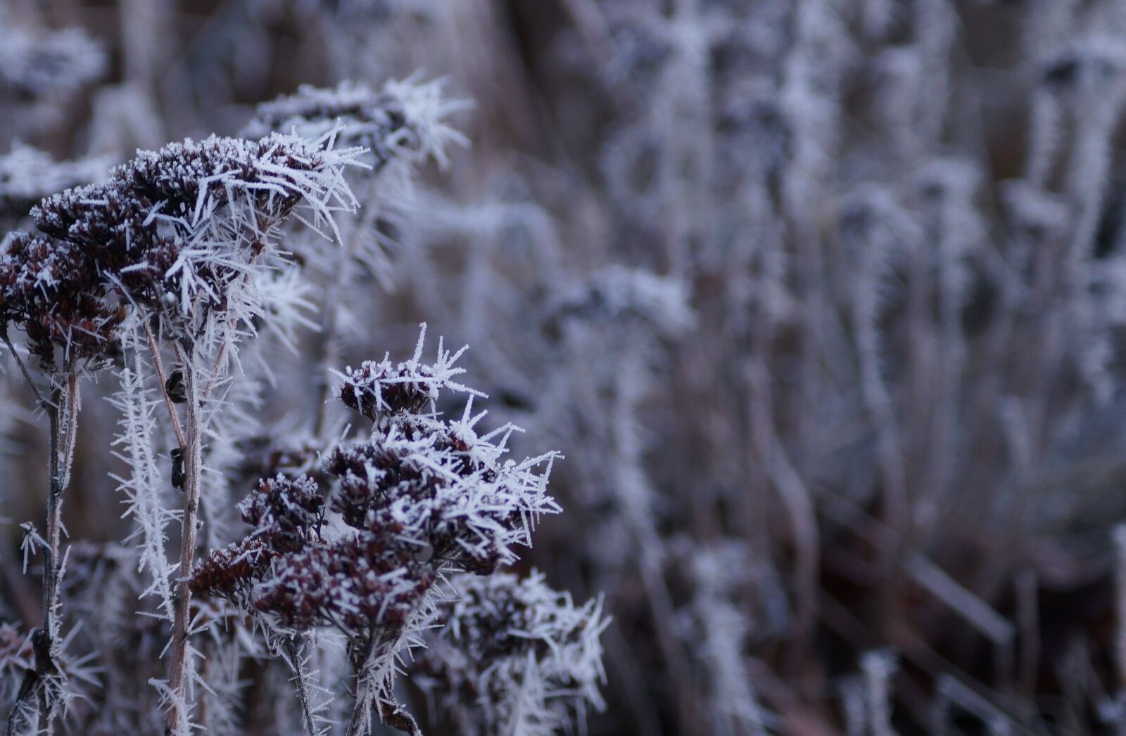 Sony SLT-A57 + Sony DT 55-200mm F4-5.6 SAM sample photo. Winter, cold, frost photography
