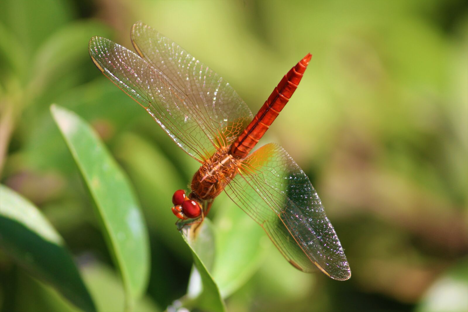 Canon EOS 1200D (EOS Rebel T5 / EOS Kiss X70 / EOS Hi) sample photo. Dragonfly, insect, arthropoda photography