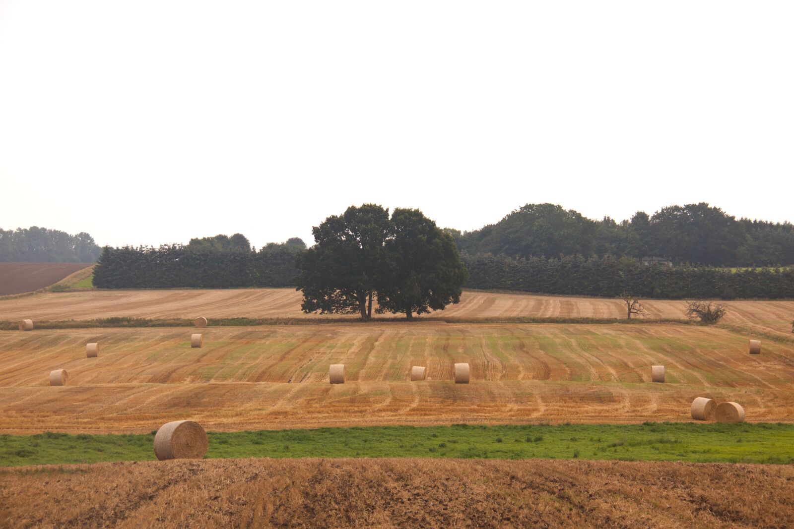 Canon EOS 50D sample photo. Harvest, field, hay-balls photography