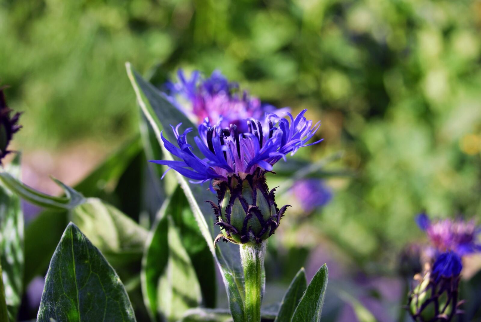 Nikon D60 sample photo. Flower, plant, bloom photography