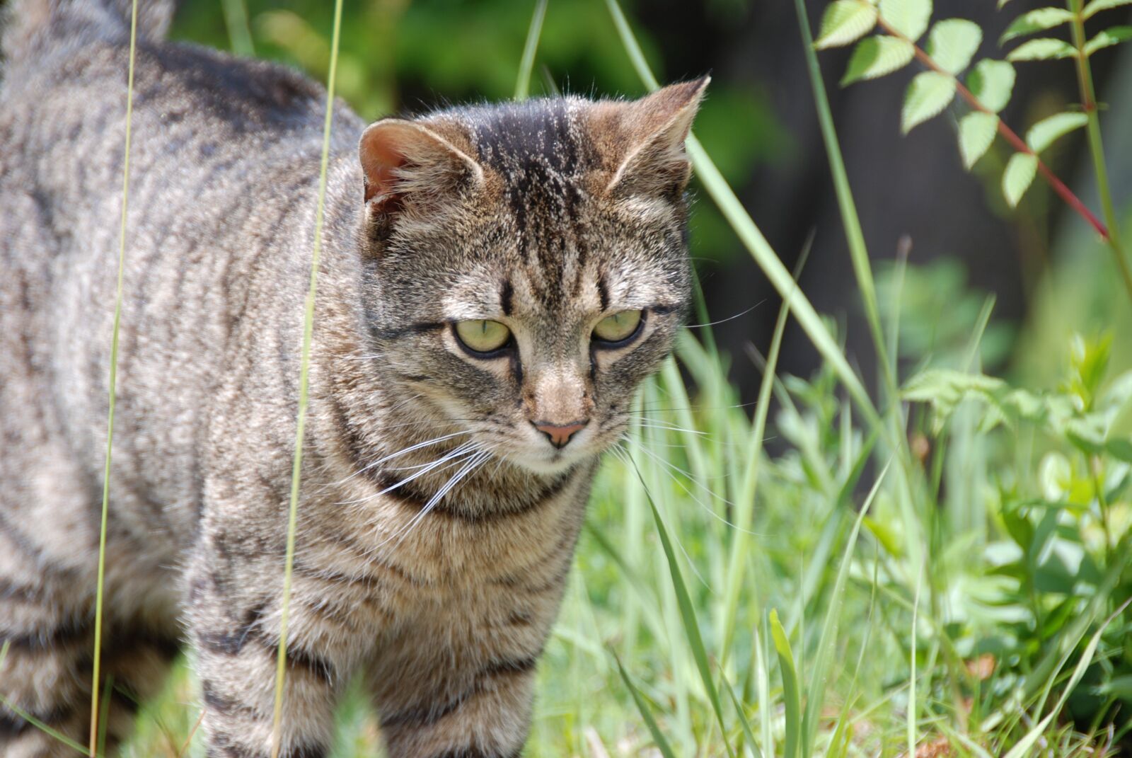 Nikon D80 sample photo. Cat, grey, mackerel photography