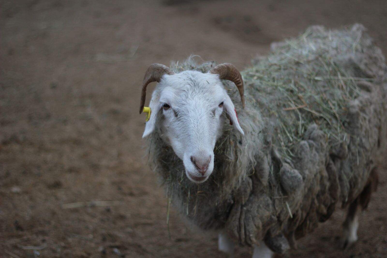 Canon EOS 550D (EOS Rebel T2i / EOS Kiss X4) sample photo. Prague, zoo, sheep photography