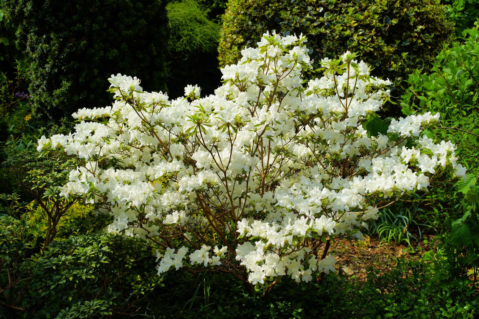 Sony a99 II sample photo. Garden, flowers, bush photography