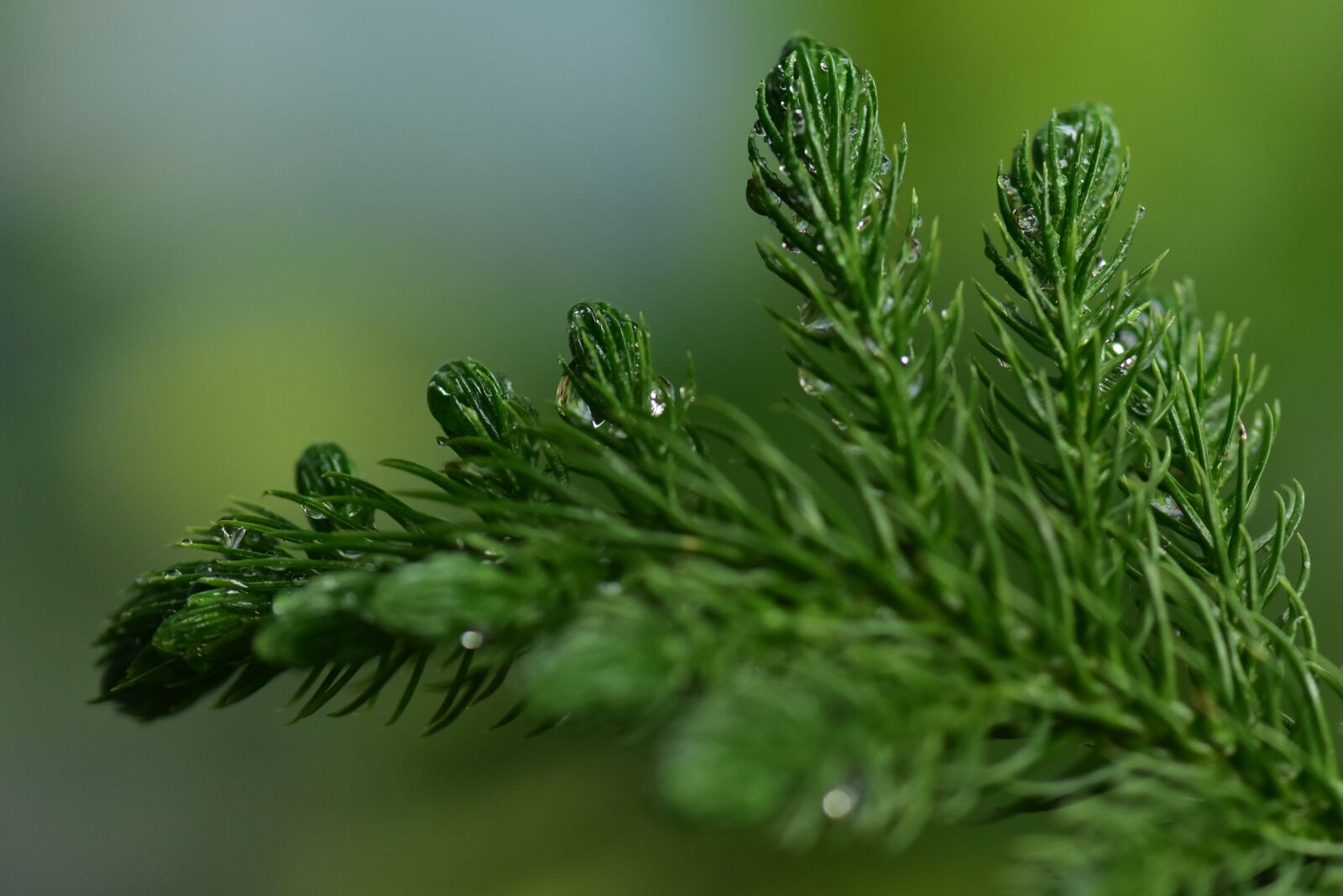 Nikon D3400 sample photo. Fir, spruce, coniferous photography