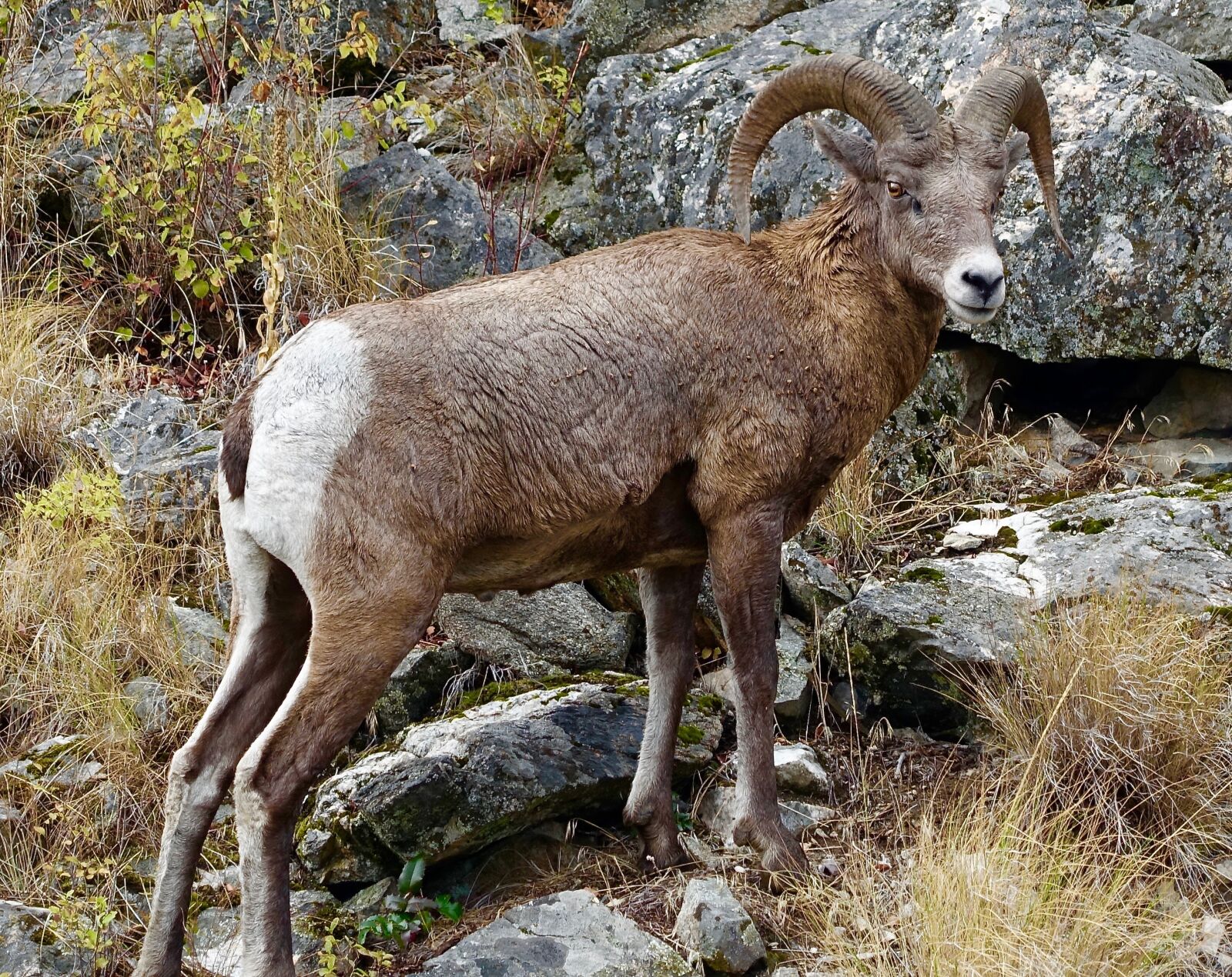 Sony Cyber-shot DSC-RX100 III sample photo. Goat, longhorn, canada photography