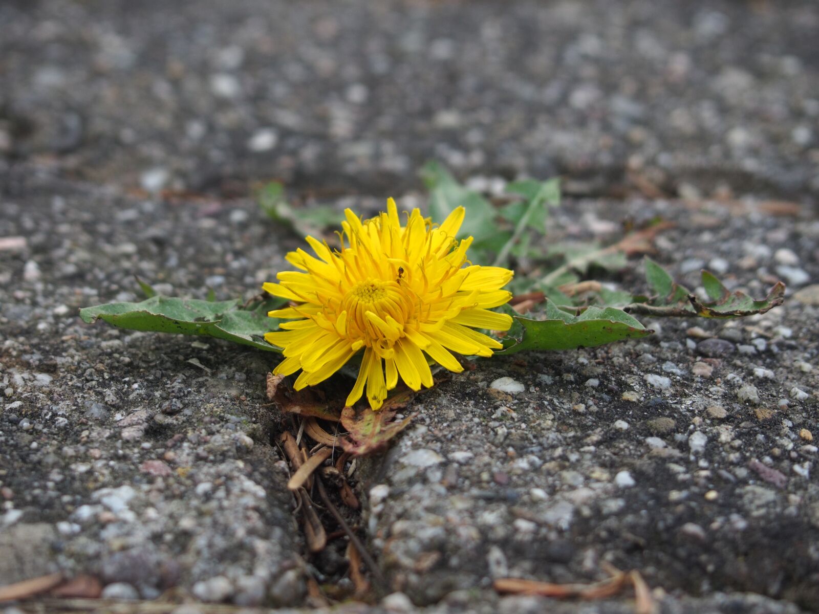 Olympus PEN E-PL5 sample photo. Dandelion, flower, yellow photography