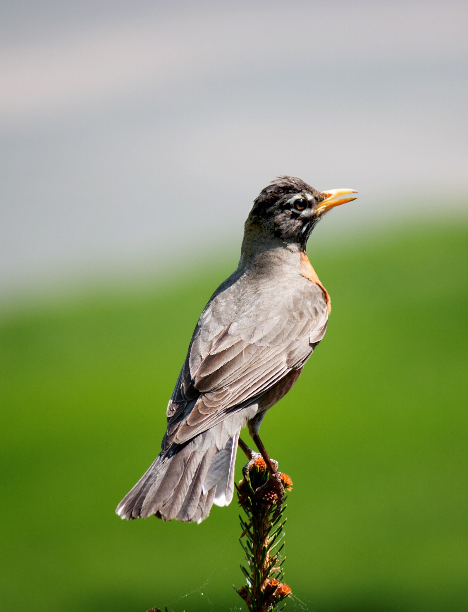 Canon EOS 100D (EOS Rebel SL1 / EOS Kiss X7) + Canon EF-S 55-250mm F4-5.6 IS II sample photo. Robin, bird, nature photography