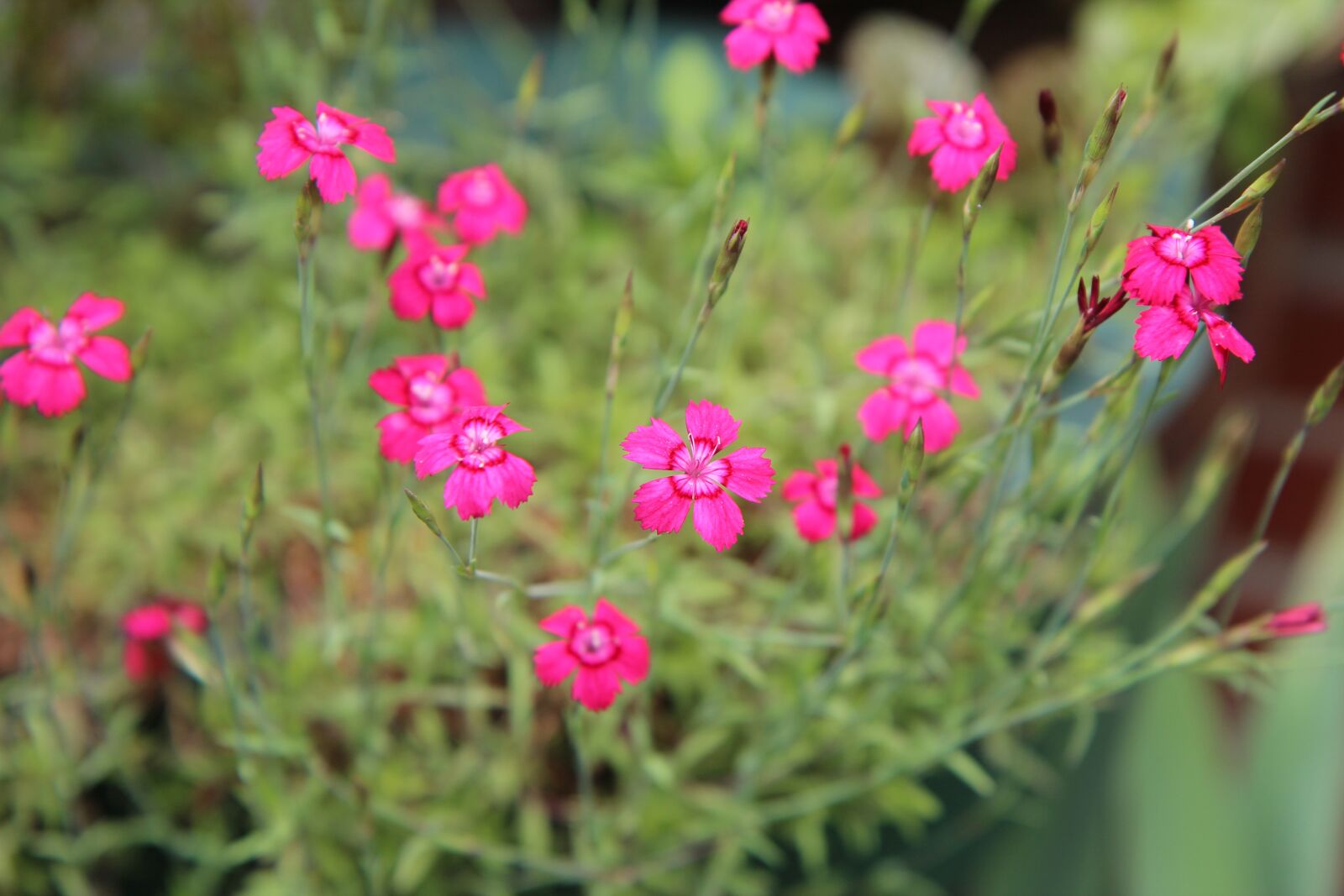 Canon EOS 600D (Rebel EOS T3i / EOS Kiss X5) sample photo. Eyelets, eyelets mini, flowering photography