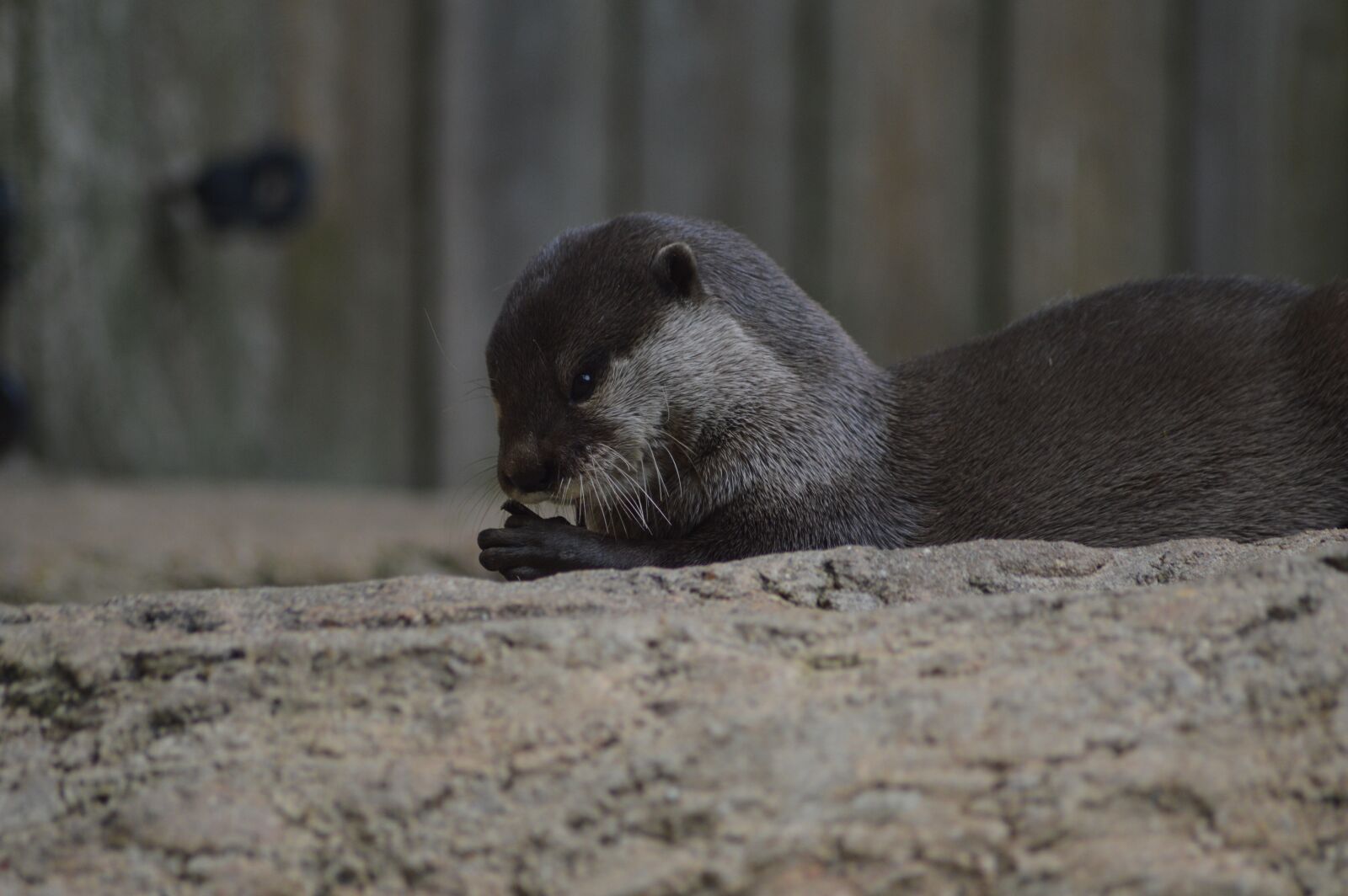 Nikon D3200 sample photo. Otter, nature, zoo photography