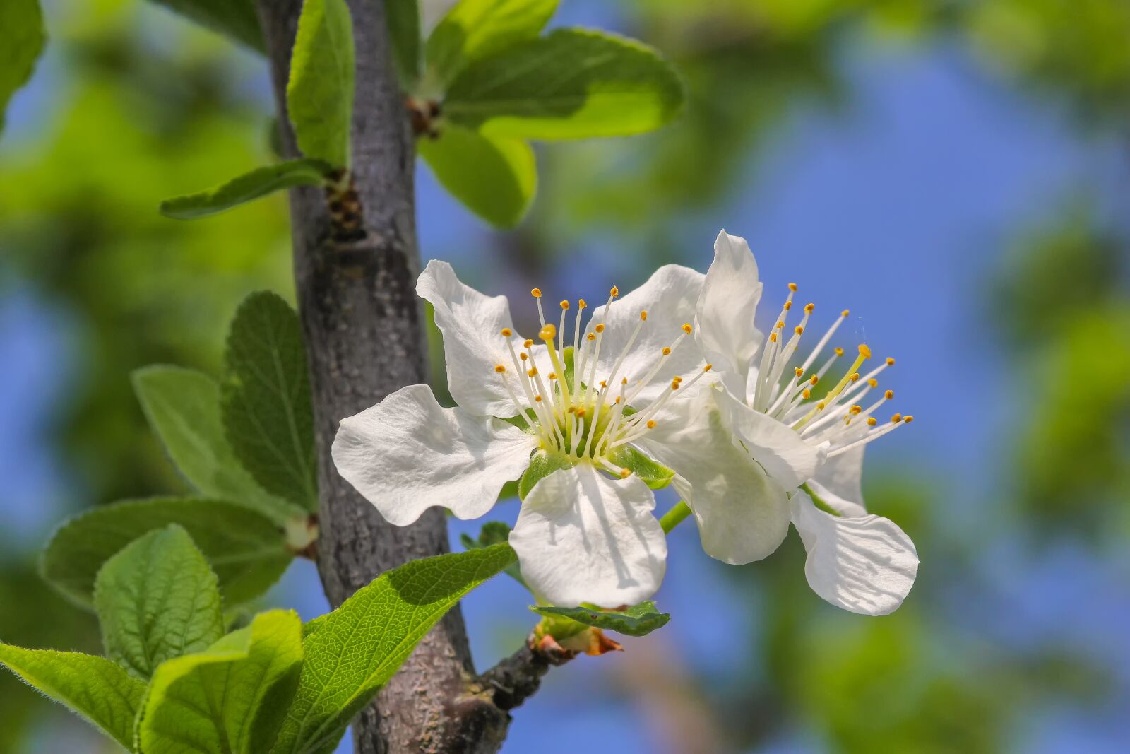 Canon EOS 60D sample photo. Flower, nature, plum tree photography