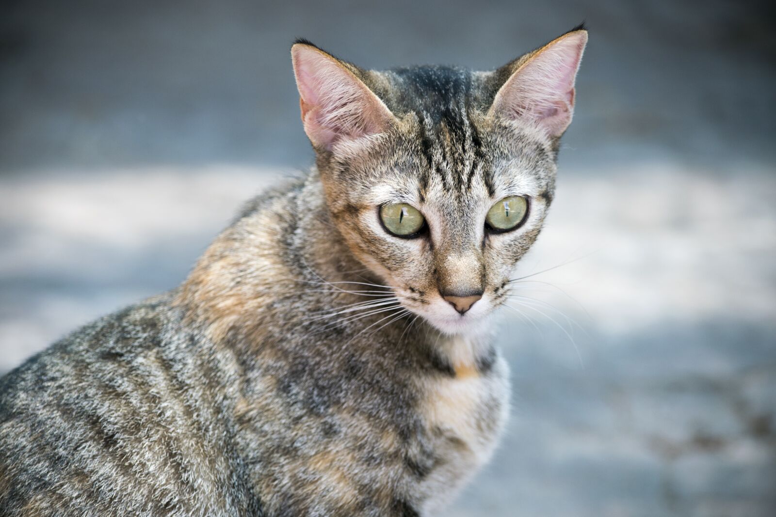 Nikon D3300 sample photo. Animalia, nice, nature photography