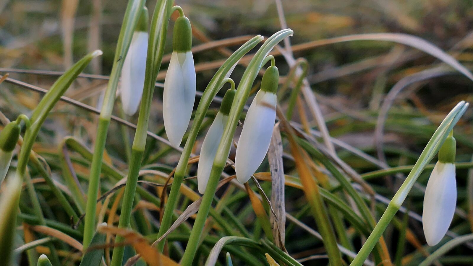 Panasonic Lumix DMC-FZ1000 sample photo. Snowdrop, spring, flower photography
